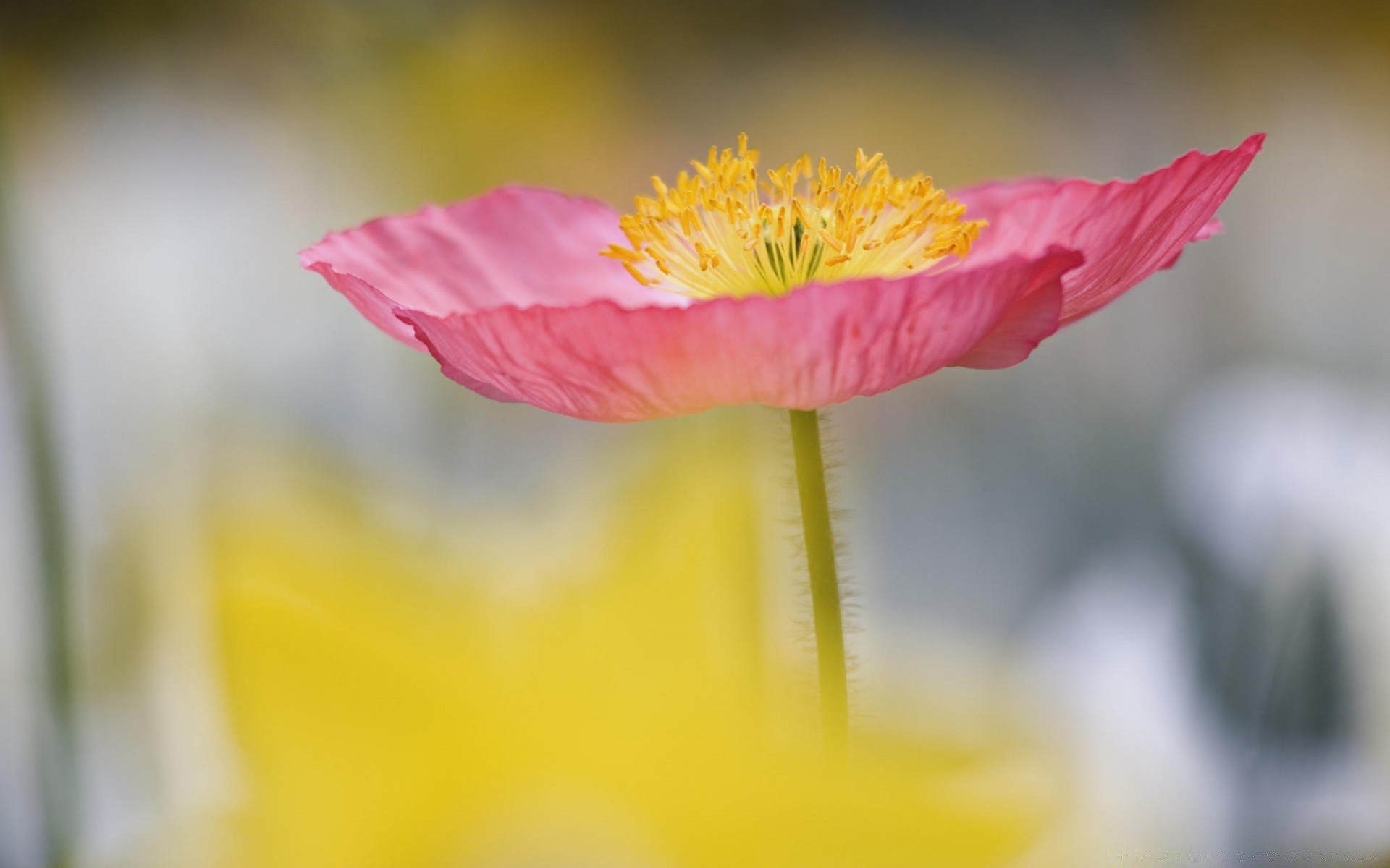 kwiaty natura kwiat flora lato liść ogród kolor jasny rozmycie bluming płatek zbliżenie na zewnątrz kwiatowy piękny tropikalny dobra pogoda wzrost delikatny