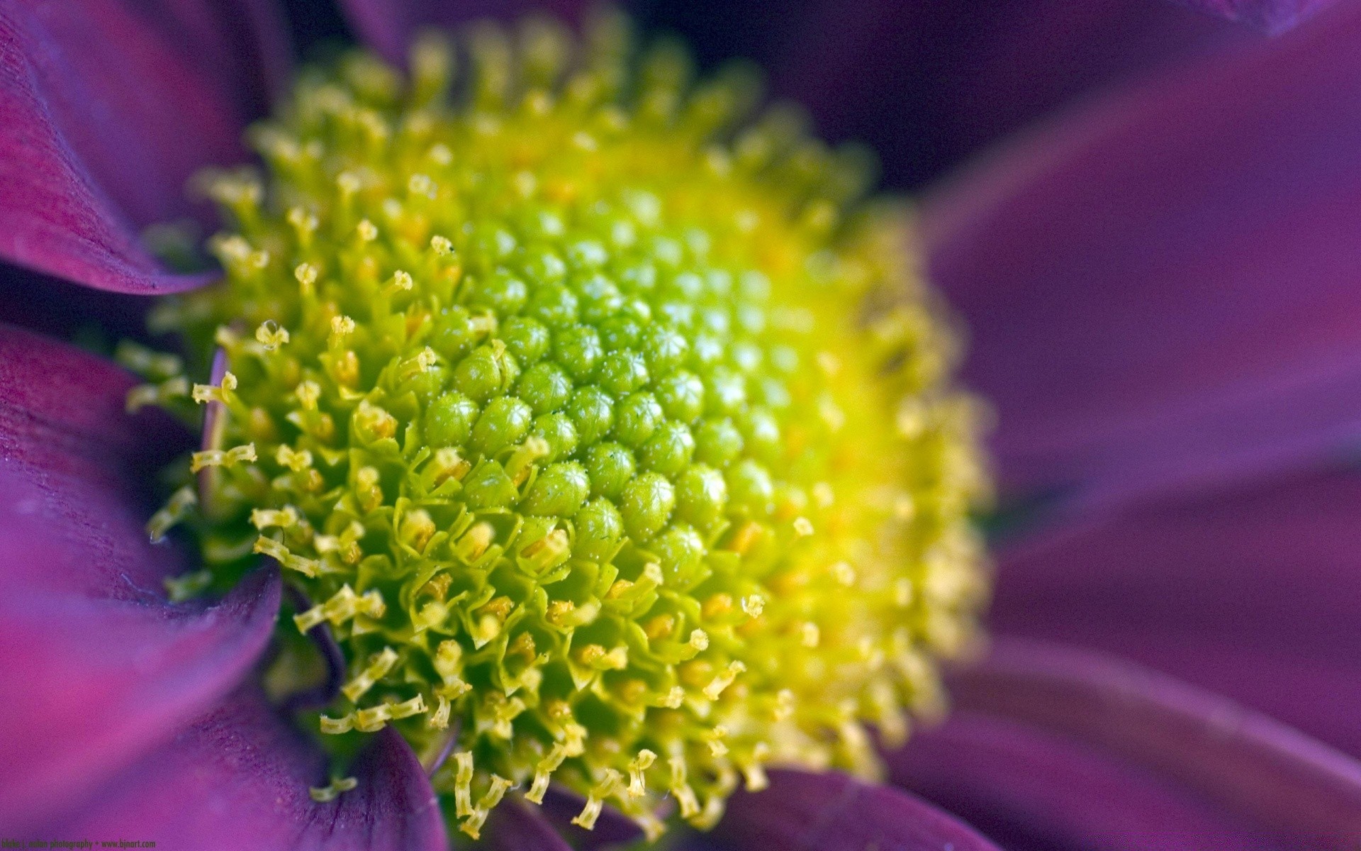 fleurs fleur nature flore été lumineux couleur belle pétale jardin pollen gros plan floral bluming flou feuille botanique croissance tendre à l extérieur