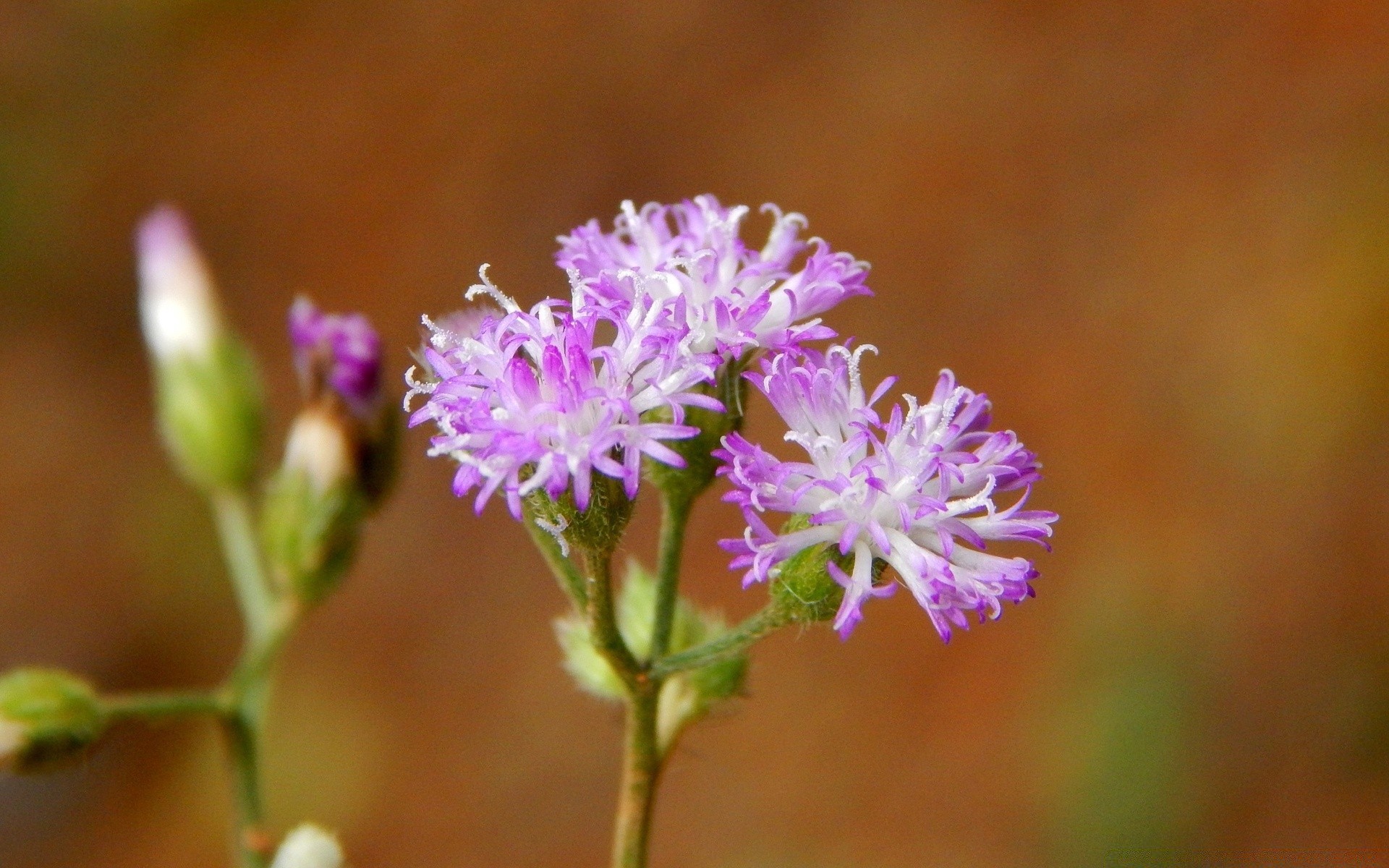 çiçekler doğa çiçek flora yaprak yaz açık havada vahşi petal çiçek açan bahçe violet çimen çiçek