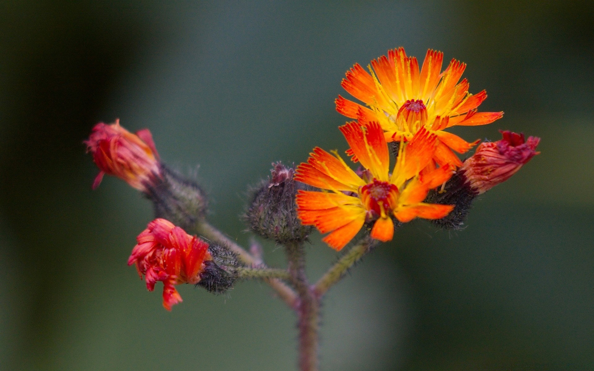 flowers flower nature insect flora leaf garden outdoors color