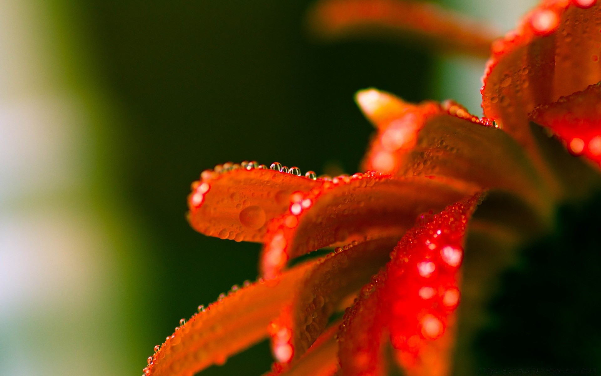 flowers nature flower leaf blur rain outdoors dof flora summer