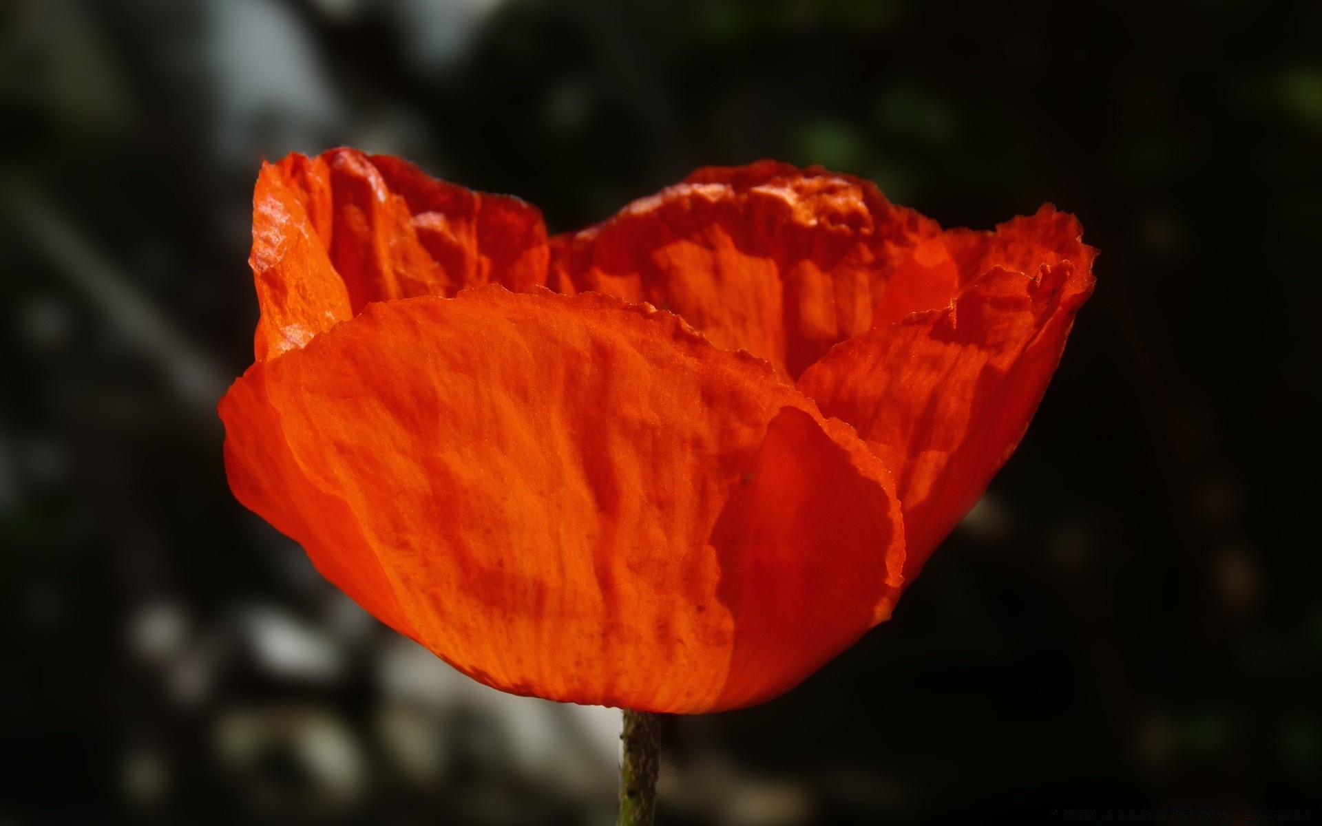 fleurs nature extérieur poppy feuille fleur