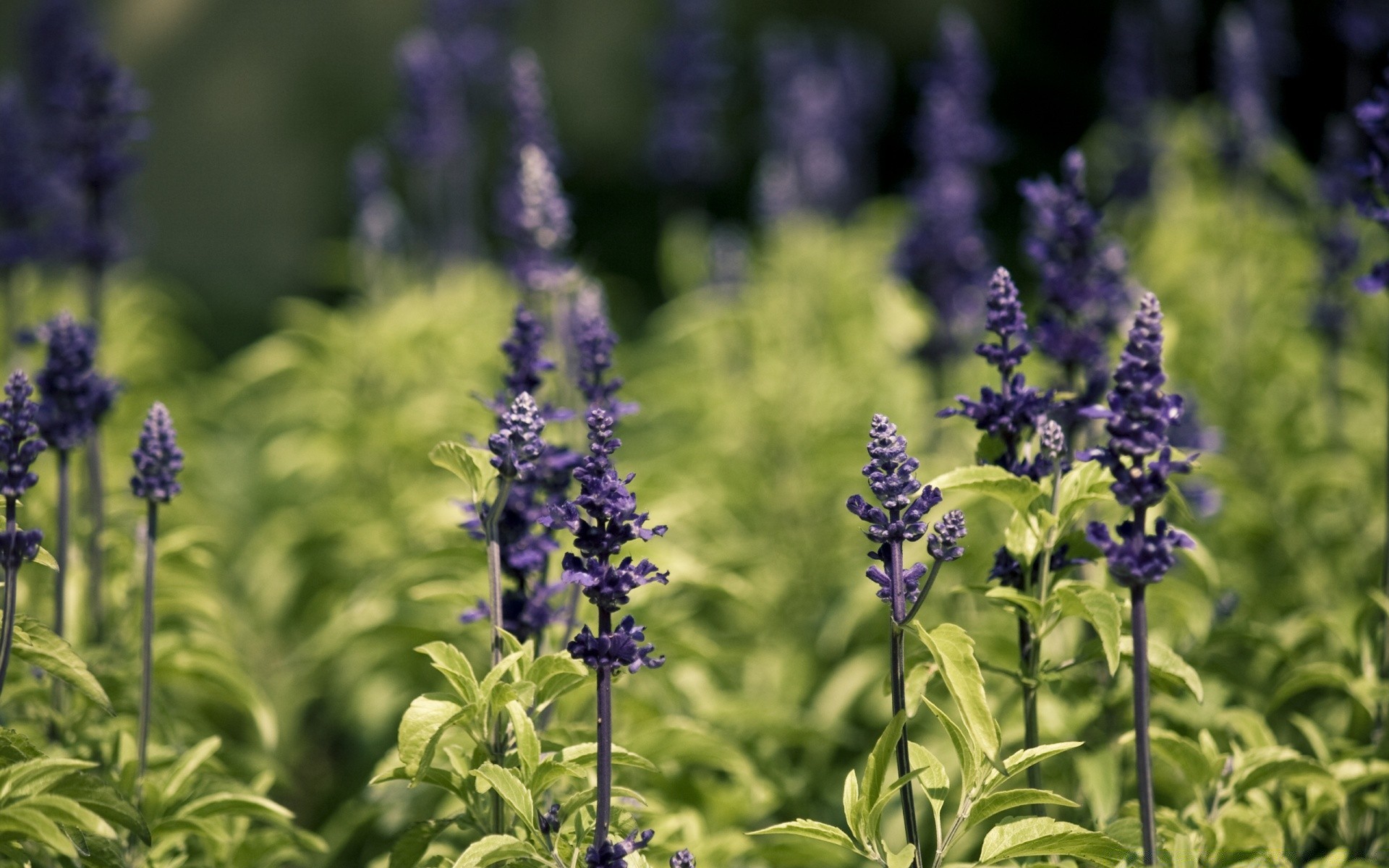 fiori fiore natura flora estate campo foglia all aperto giardino erbe lavanda stagione fioritura a base di erbe floreale viola salvia profumo aromatico