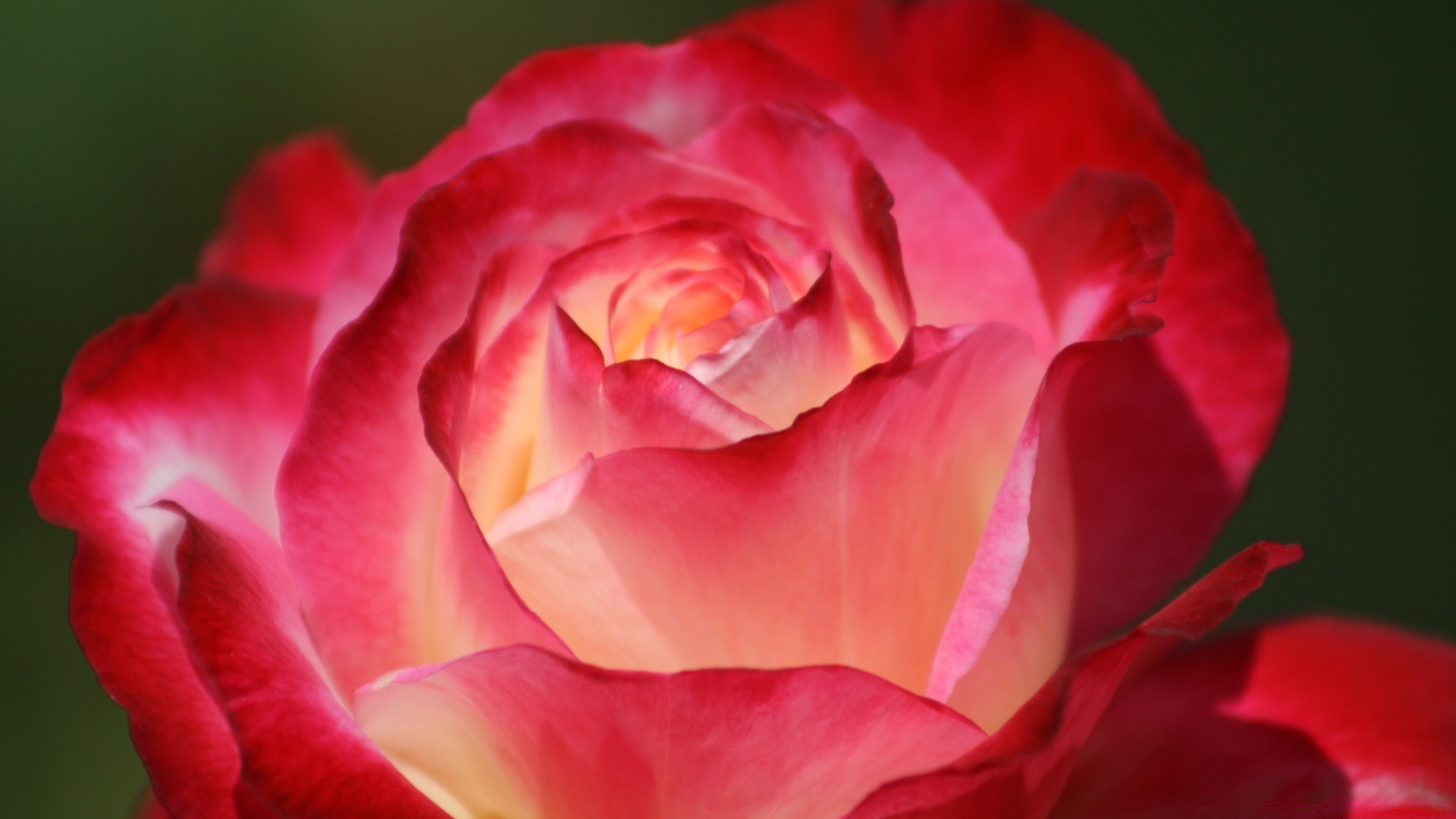 flores rosa flor amor pétalo romance naturaleza floral bluming hoja boda flora romántico amor delicado amigo