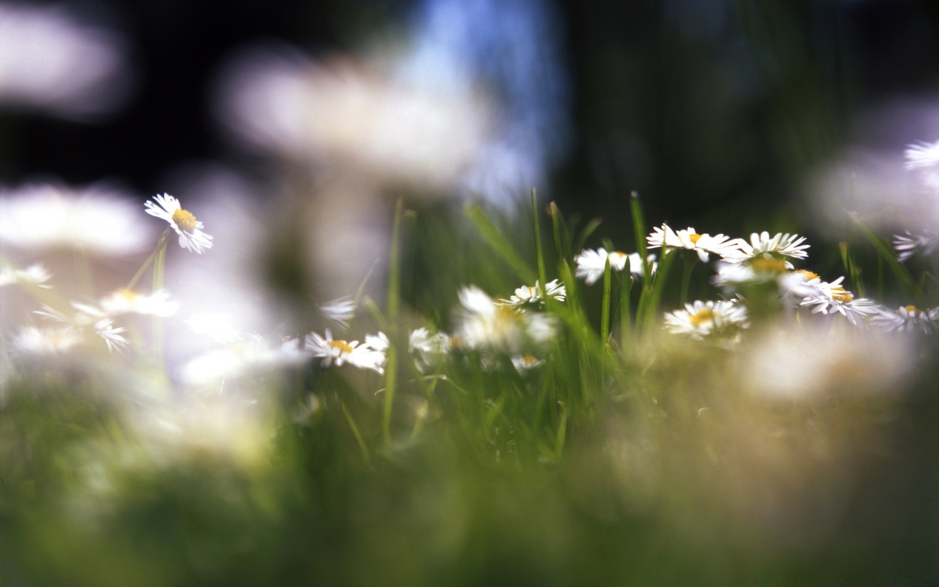 flowers flower blur grass nature hayfield summer outdoors sun field fair weather dof flora garden light growth dawn