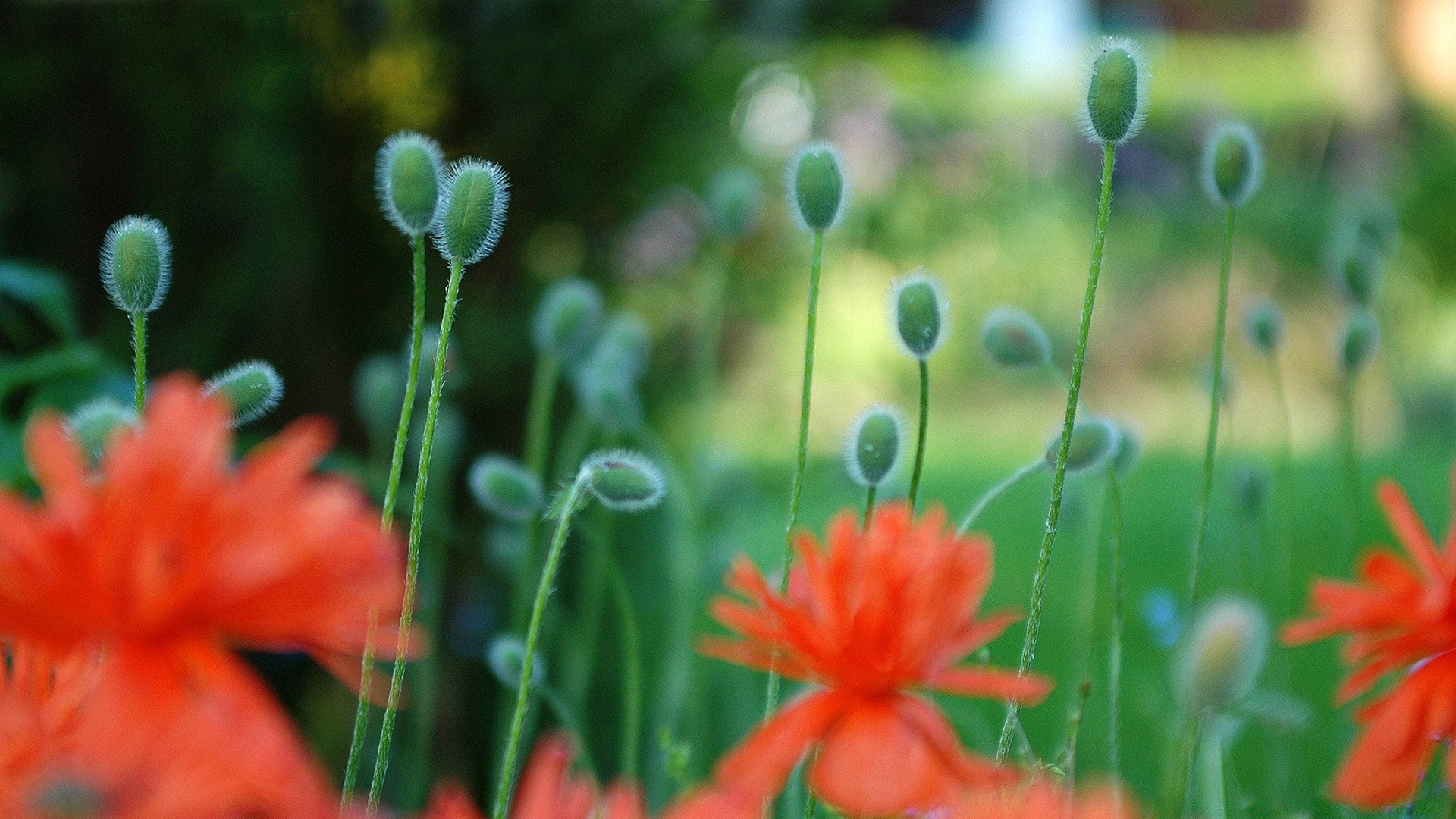 flowers nature flower flora summer garden leaf field floral close-up bright growth blooming outdoors color grass petal hayfield fair weather season