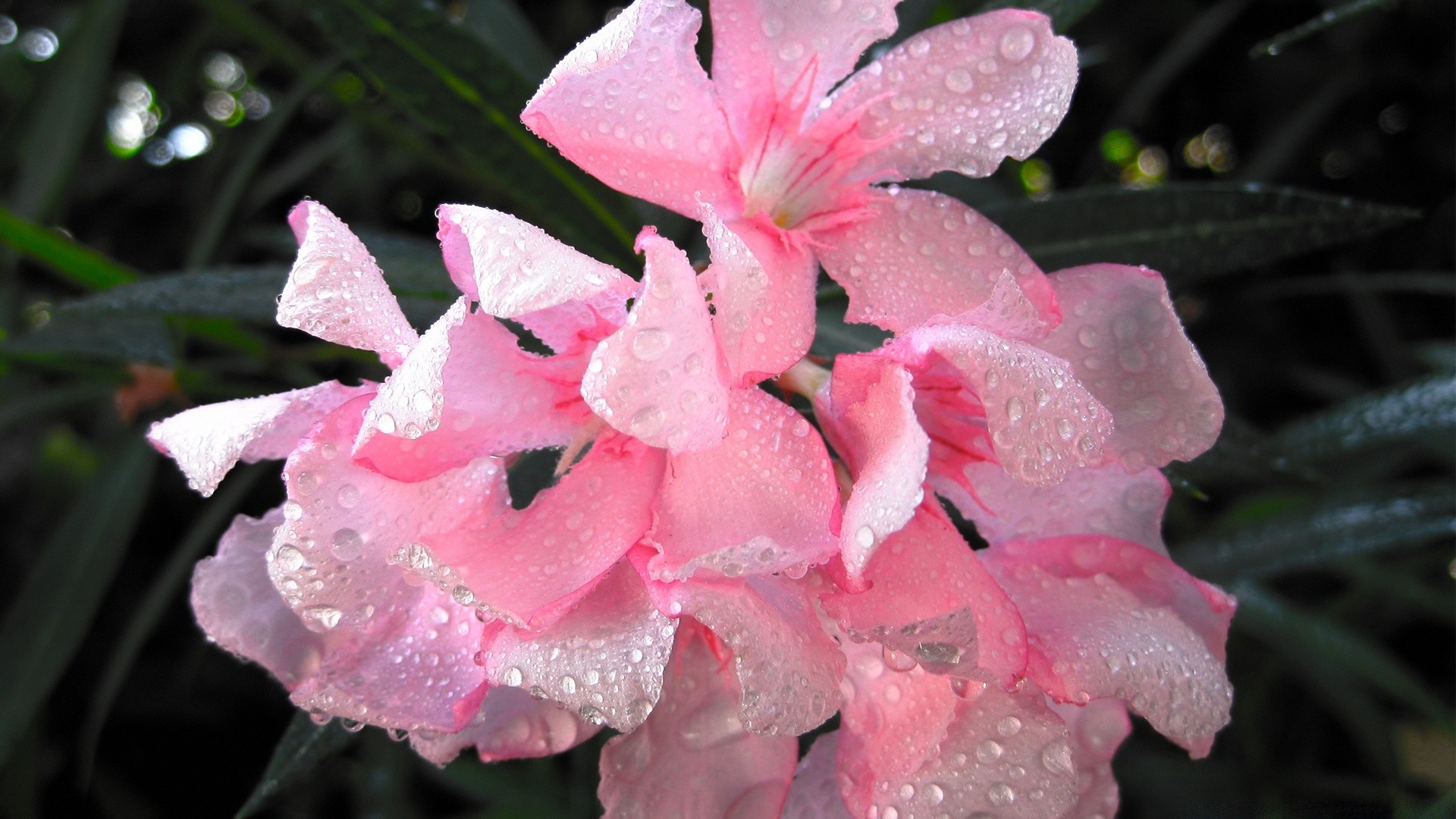 flores flor hoja naturaleza flora jardín al aire libre pétalo rosa color verano bluming