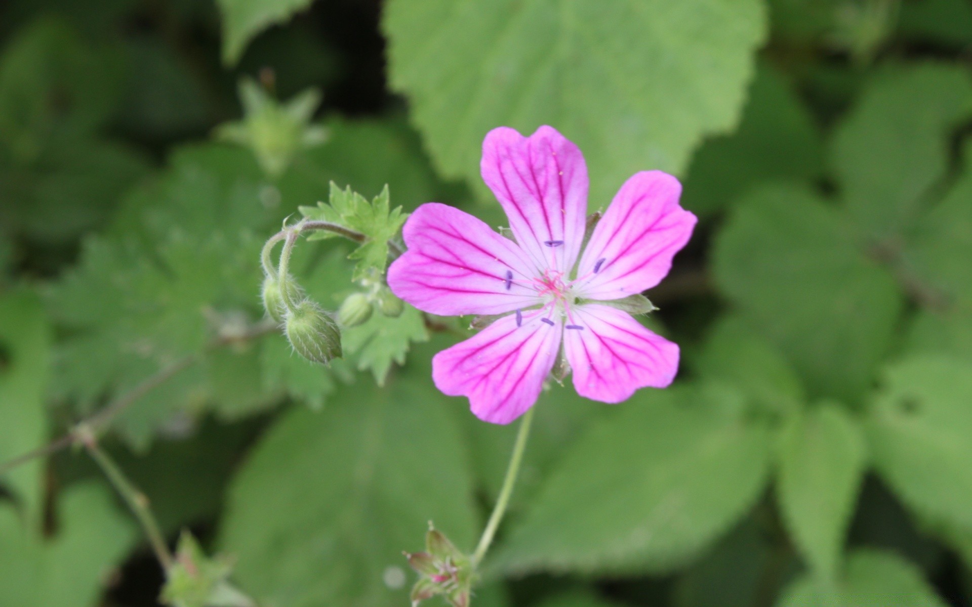 fleurs nature flore jardin été gros plan fleur feuille lumineux couleur pétale à l extérieur