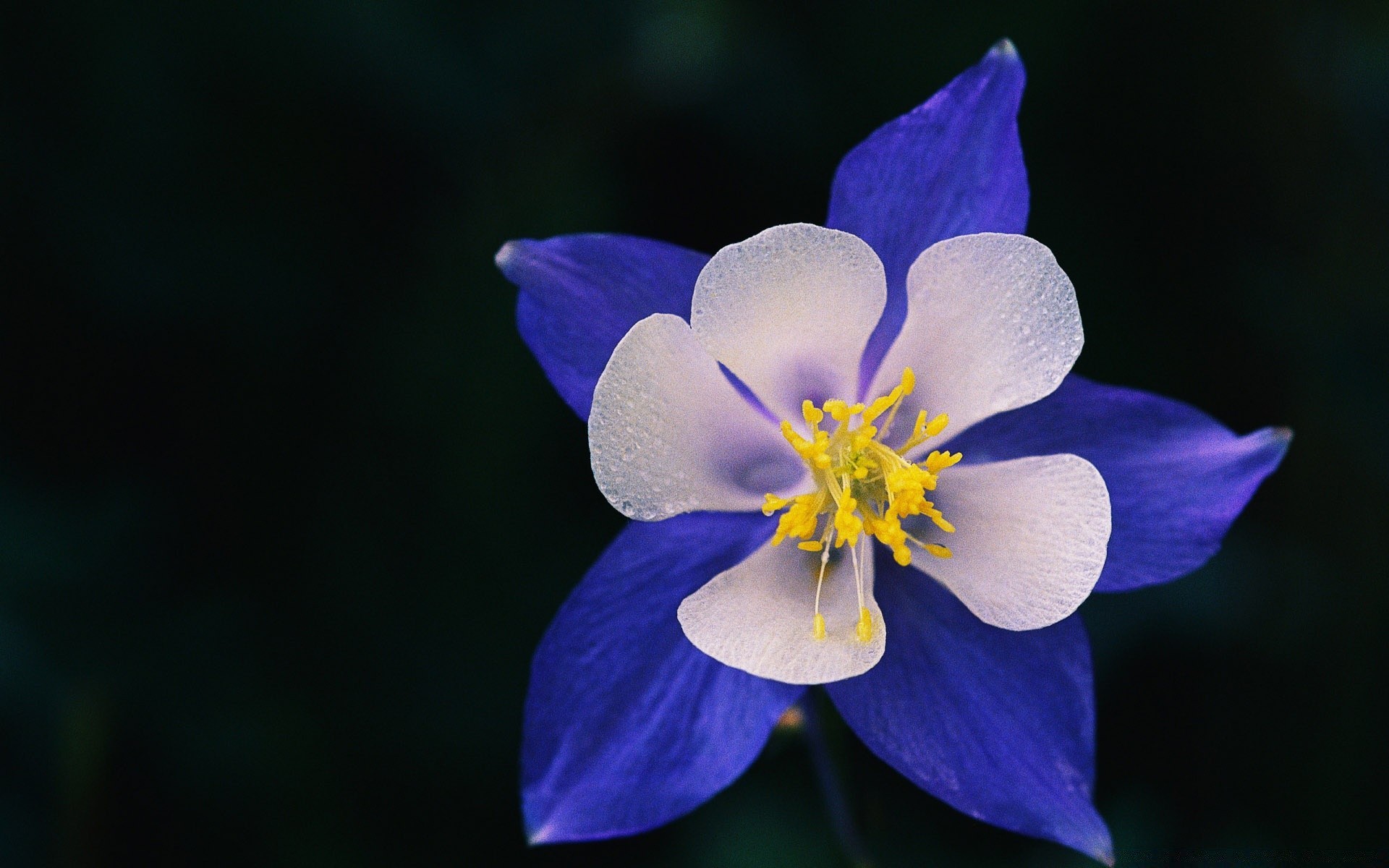 fleurs fleur nature flore pétale feuille jardin bluming été croissance lumineux