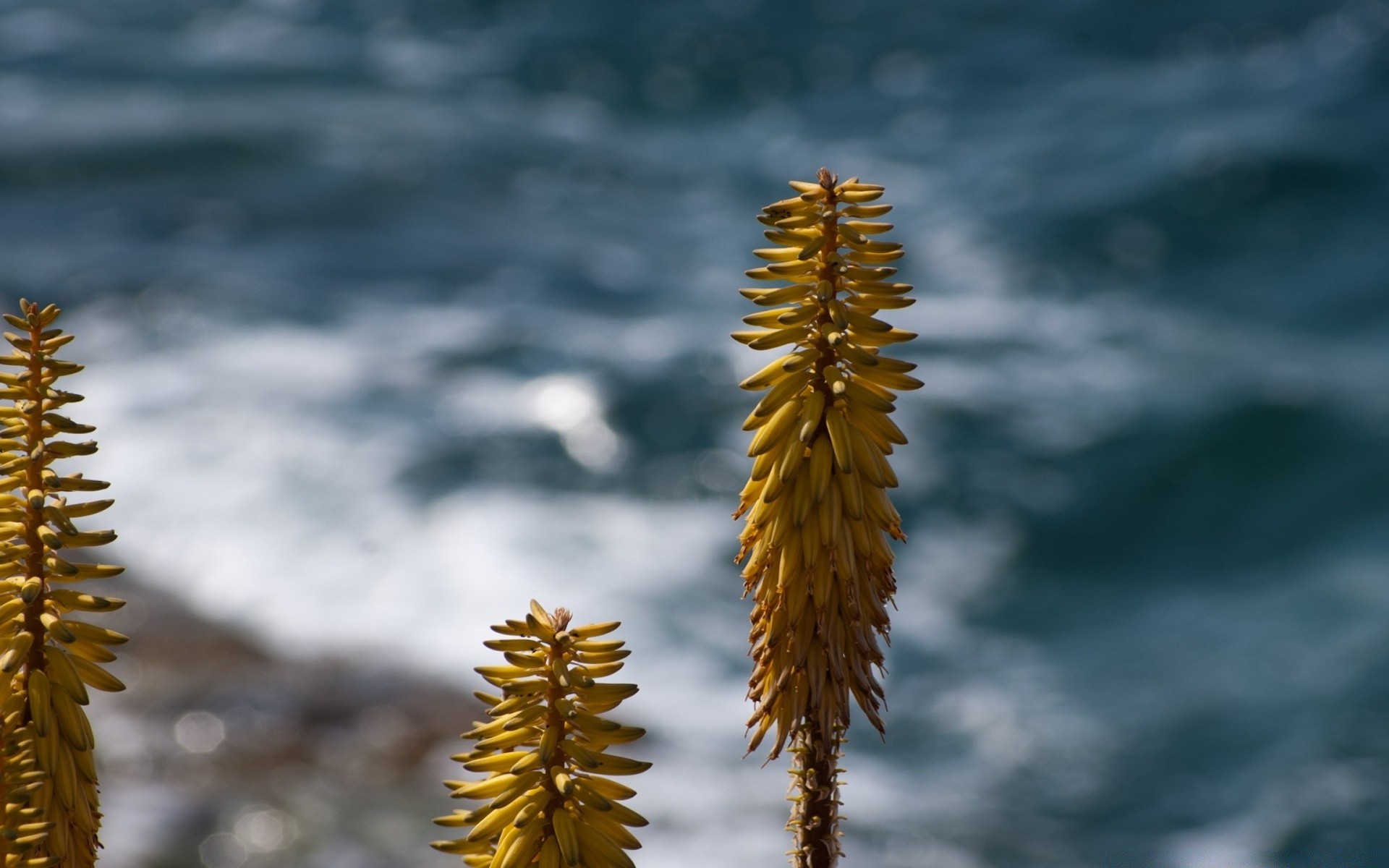 blumen natur im freien herbst