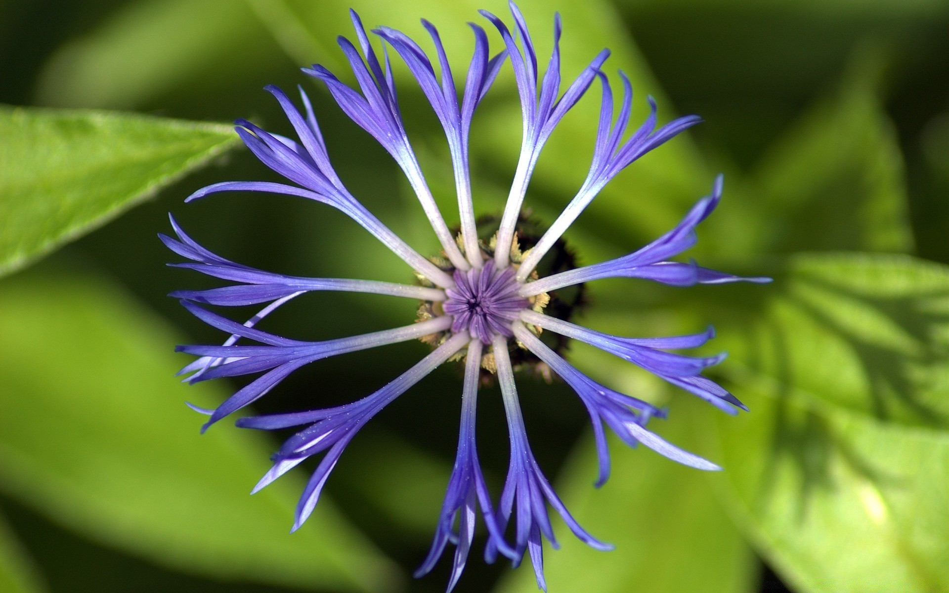 blumen natur blume flora blatt sommer garten blütenblatt blühen farbe blumen schließen wachstum hell wild schön