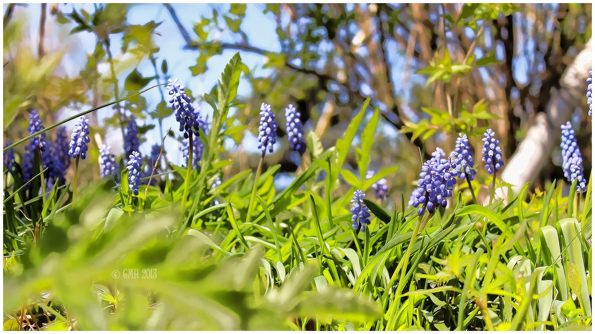 fleurs nature feuille flore fleur été à l extérieur herbe jardin saison croissance parc champ floral beau temps lumineux printemps couleur foin gros plan