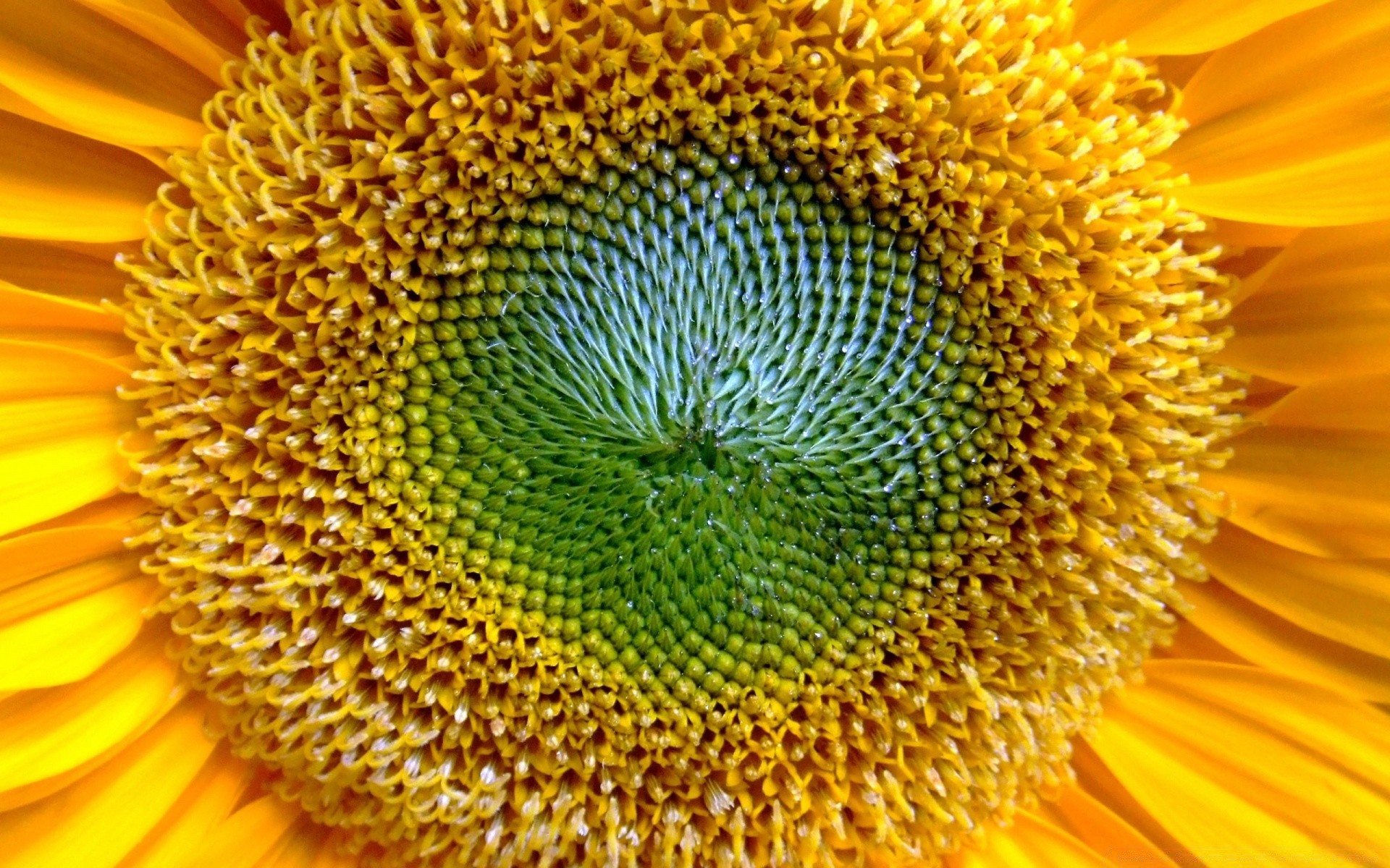 flowers sunflower nature bright flora summer flower growth pollen close-up color petal beautiful desktop