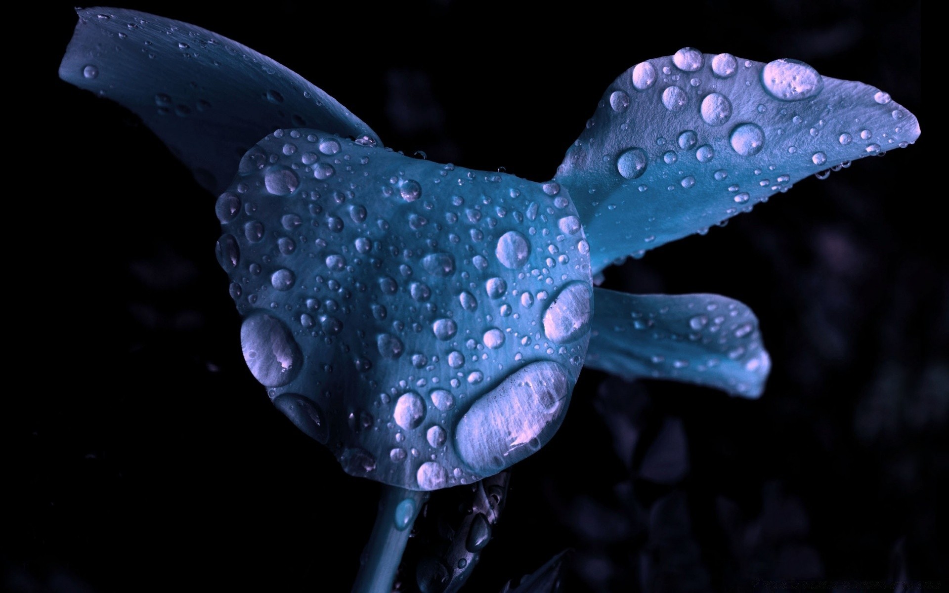 fiori natura sott acqua acqua uno scuro