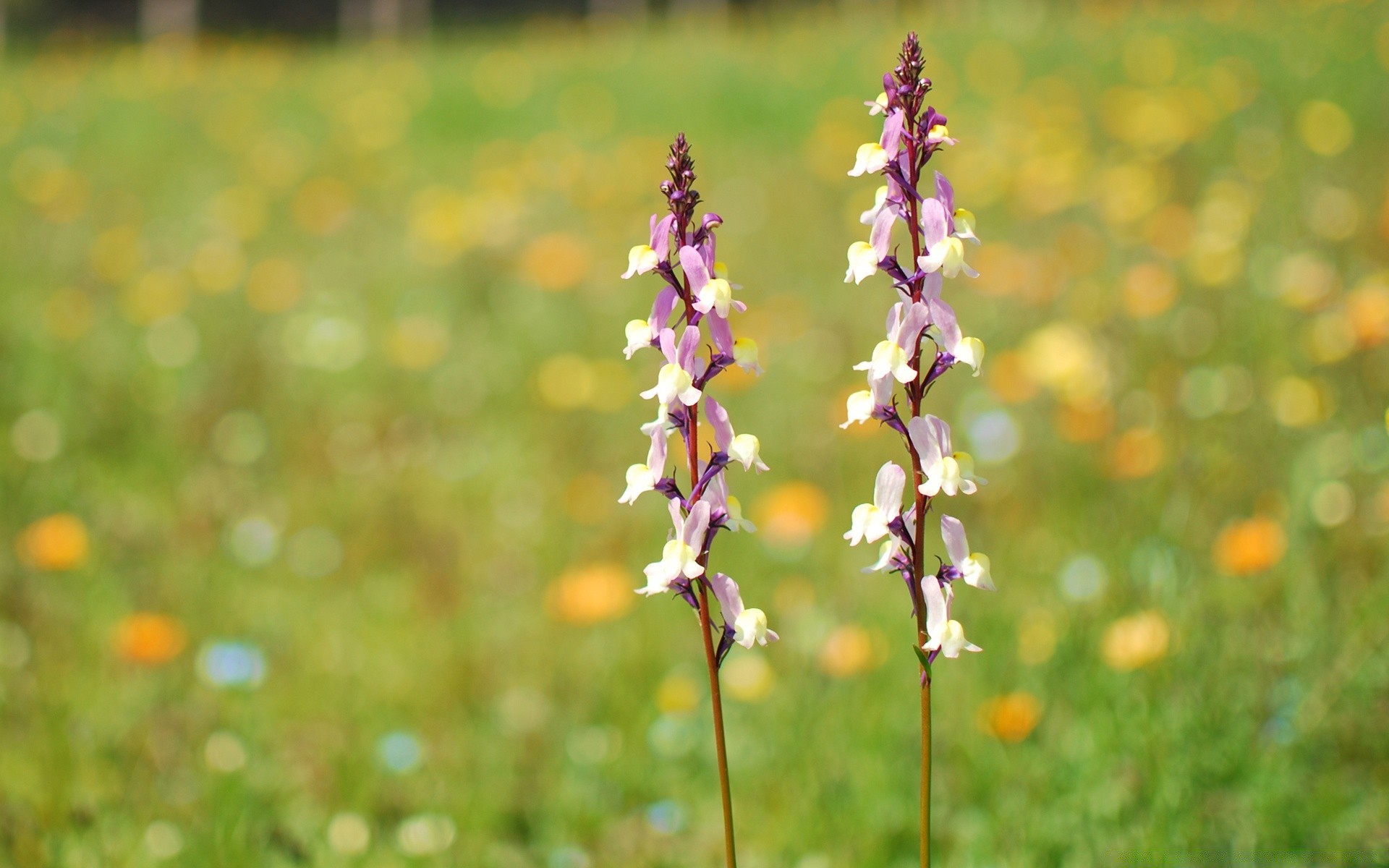 blumen natur blume gras im freien heuhaufen sommer