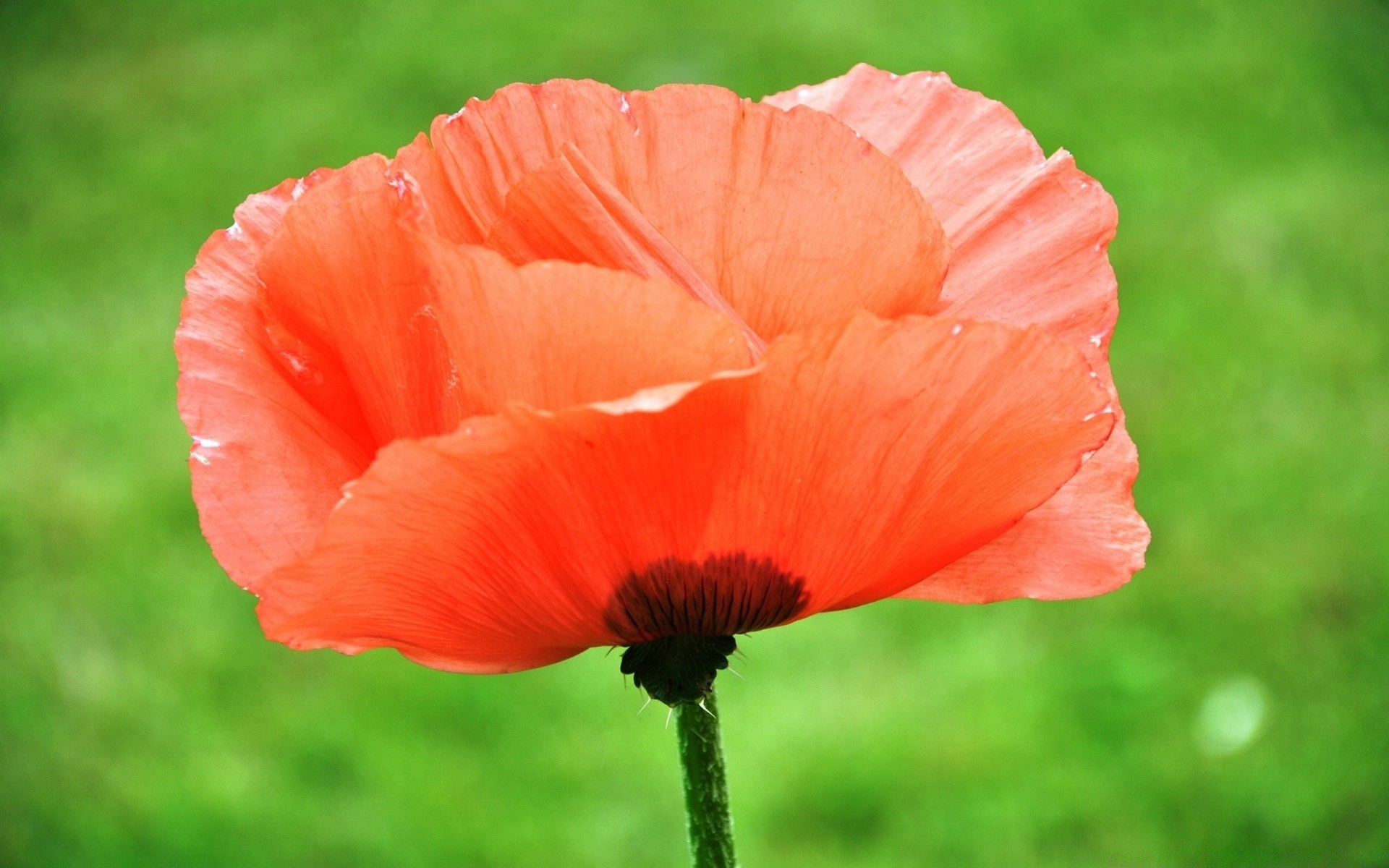 flores naturaleza flor poppy verano jardín flora hoja al aire libre color brillante primer plano pétalo floral