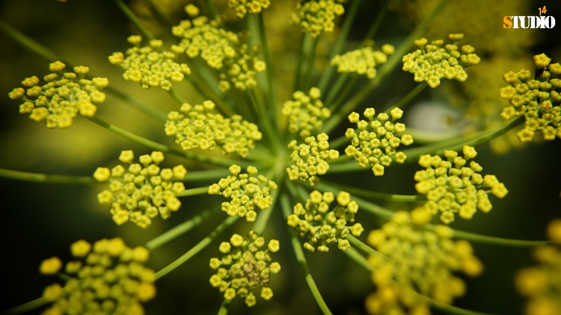 花 植物 自然 花 花园 特写 叶 季节 花 桌面 颜色 夏天