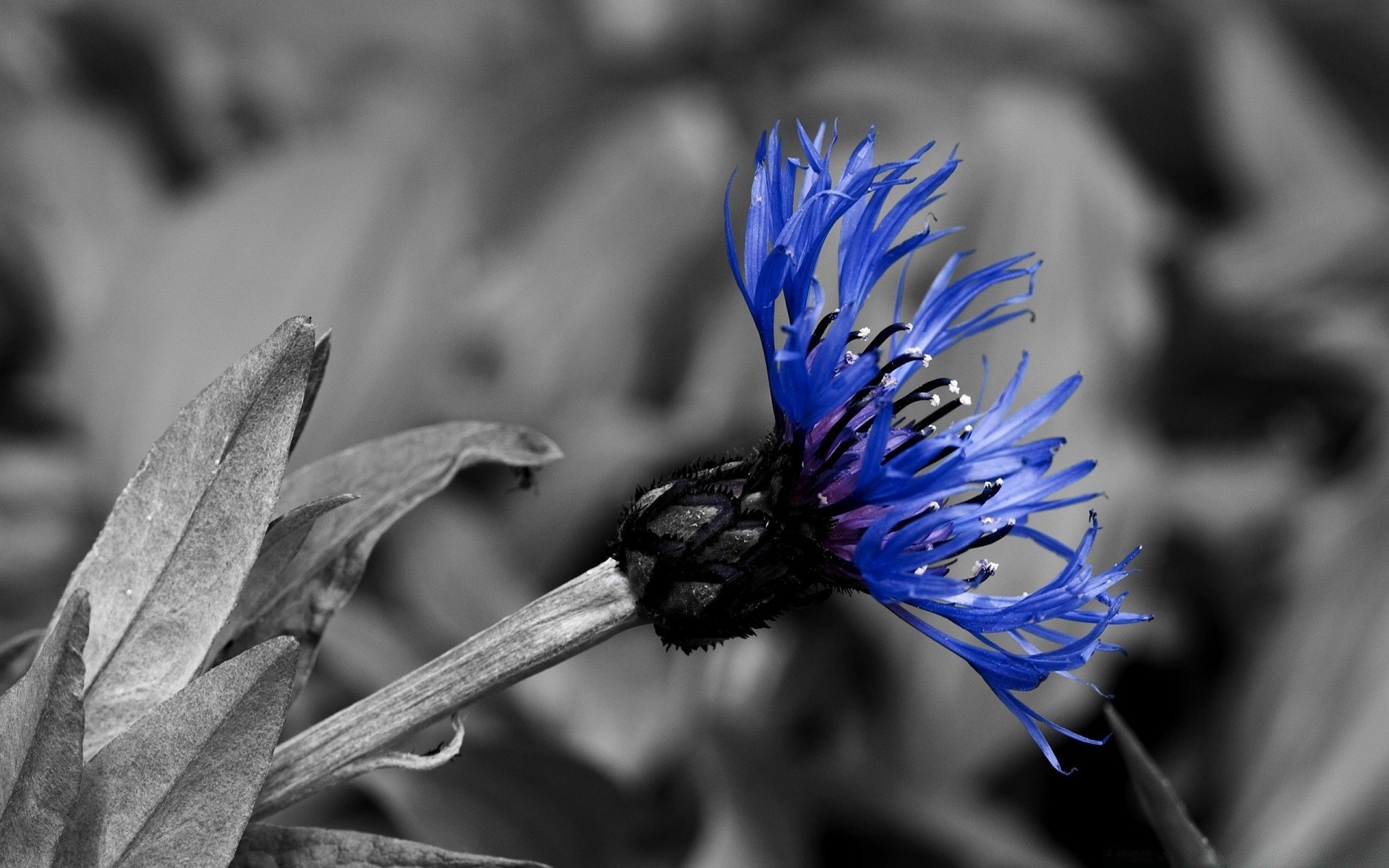 flores naturaleza flor flora hoja primer plano jardín al aire libre color verano hermoso bluming floral