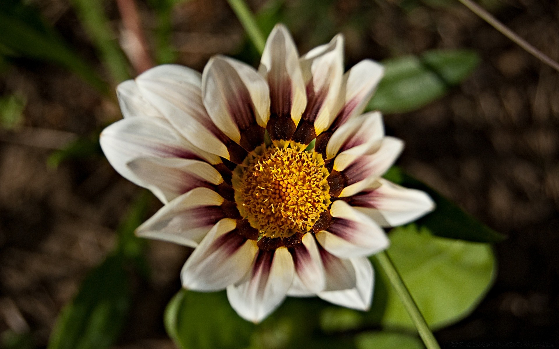 kwiaty natura flora kwiat ogród liść płatek lato kwiatowy zbliżenie bluming kolor jasny piękny sezon botaniczny