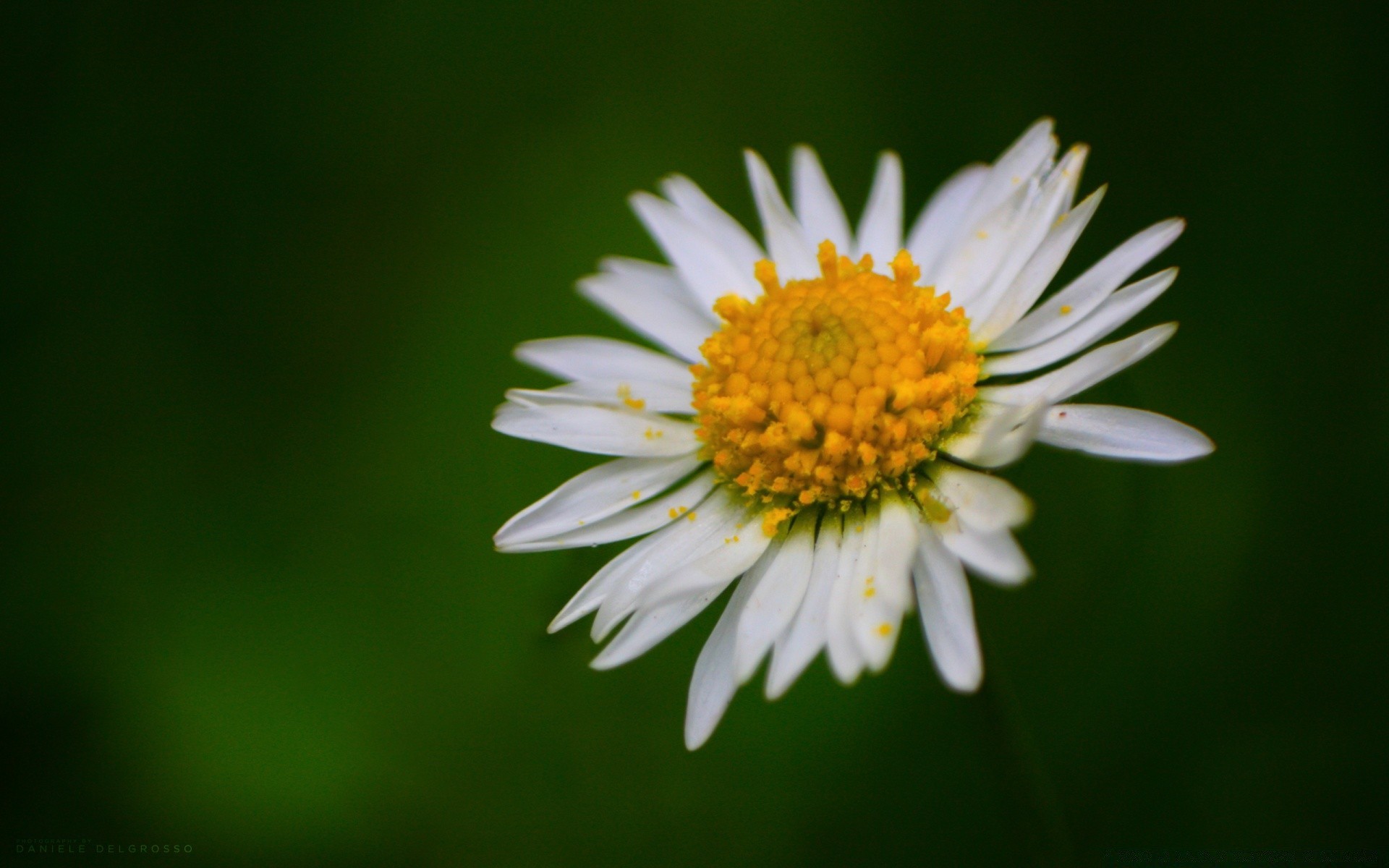 flowers nature flower summer flora leaf bright garden growth chamomile close-up outdoors