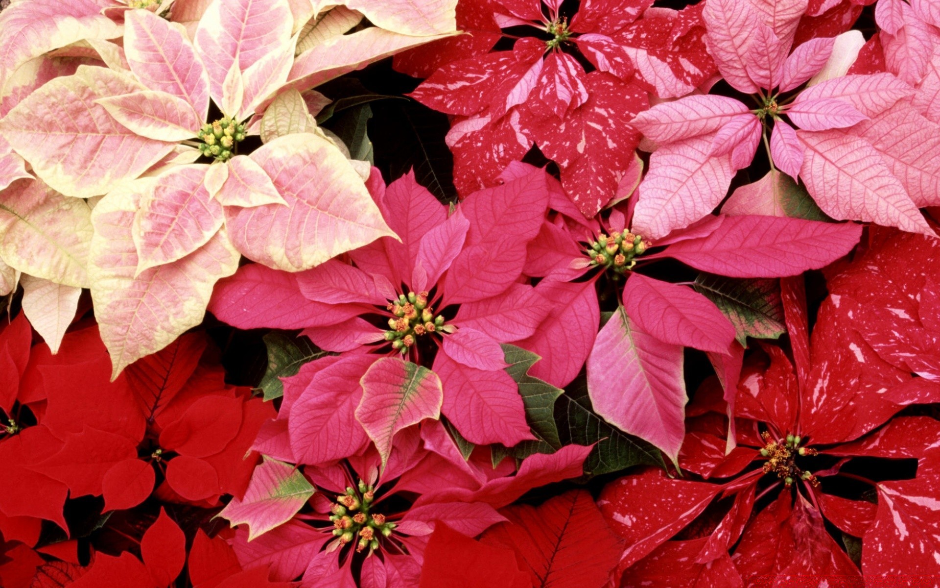 flowers flower leaf nature flora garden summer floral blooming petal close-up color season beautiful bright botanical