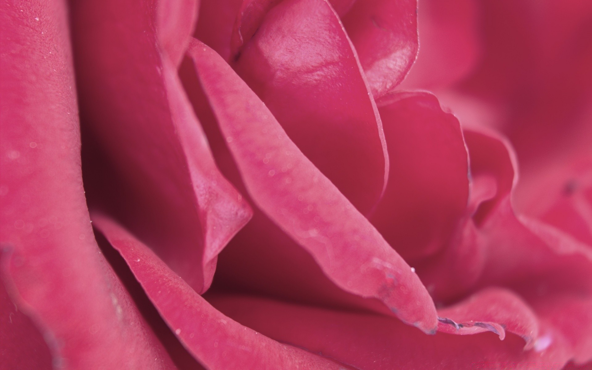 flowers flower love rose nature romance delicate petal dew flora floral blooming garden wedding botanical summer