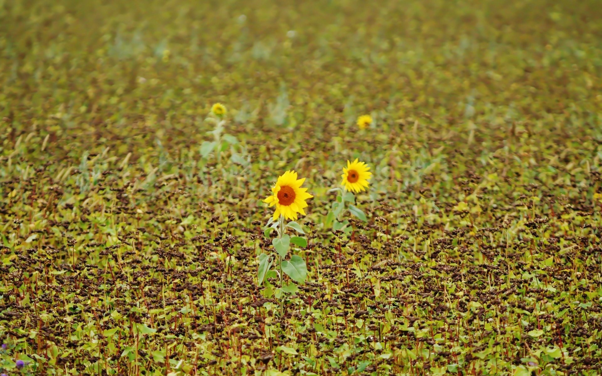 flowers nature flora field summer flower desktop growth leaf color grass close-up bright landscape season outdoors hayfield sun fair weather beautiful