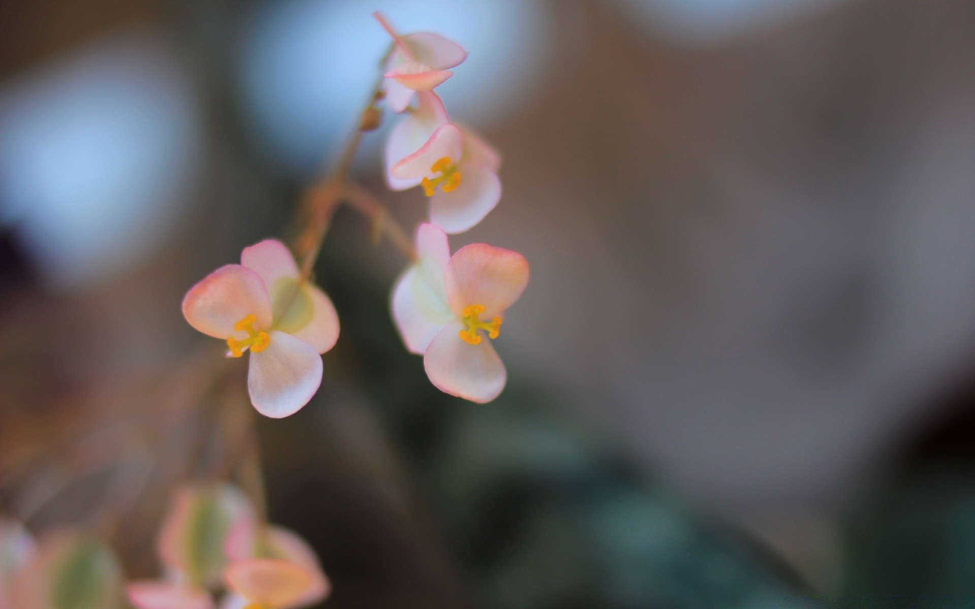 flowers flower nature flora leaf garden blur branch outdoors growth delicate color summer petal tree