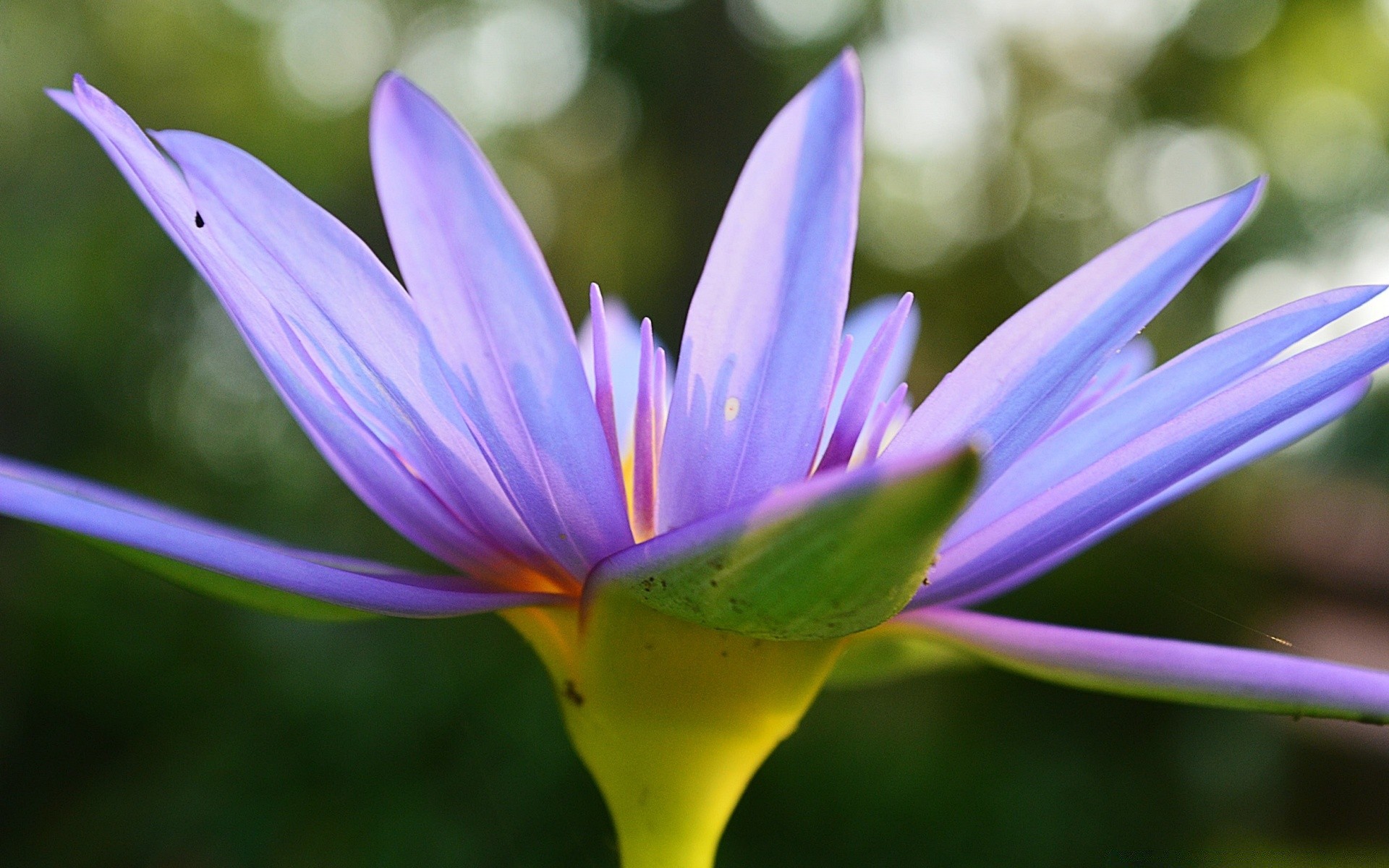 kwiaty kwiat natura liść lato lotos flora ogród lily na zewnątrz płatek bluming egzotyczne delikatny park tropikalny