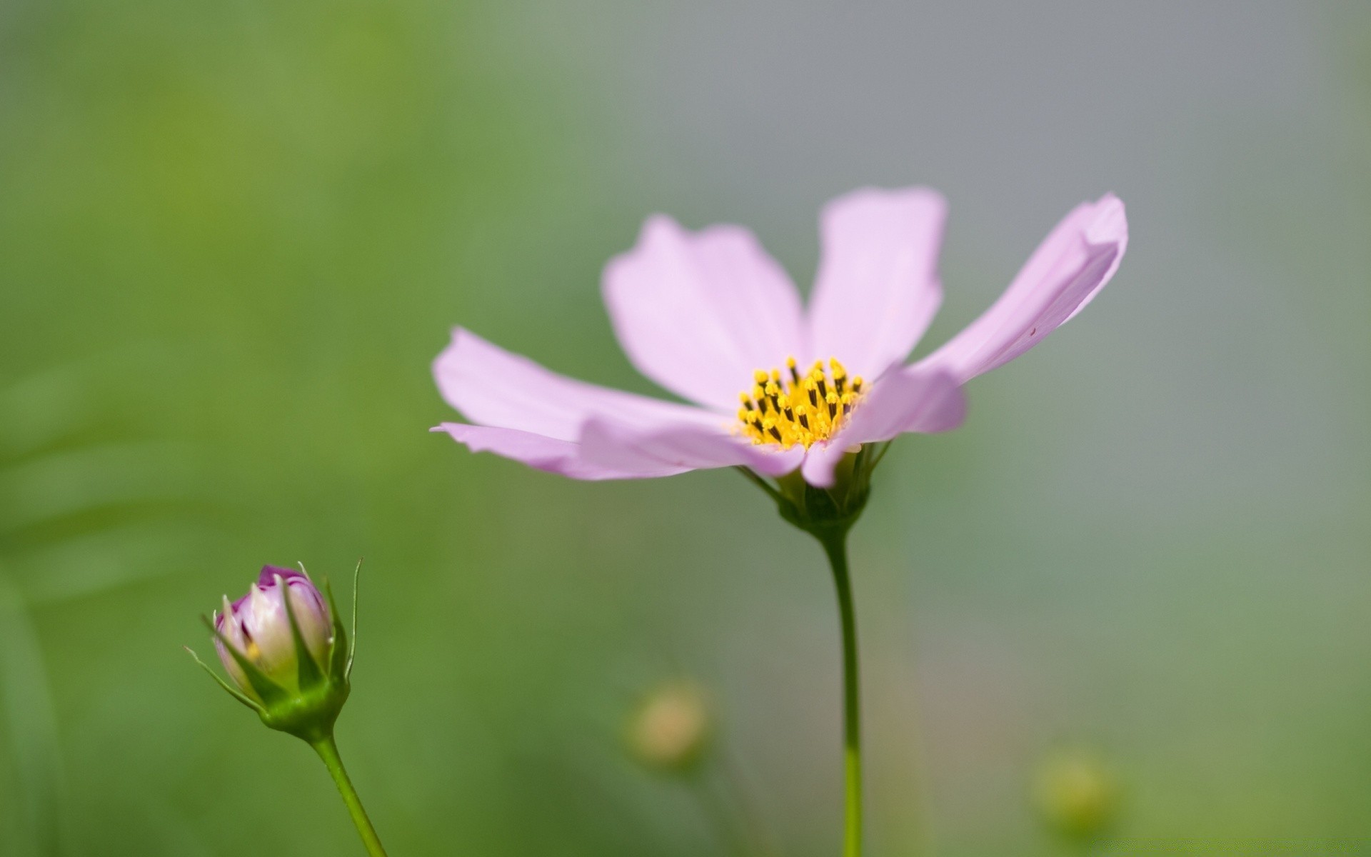 flowers nature summer flower leaf growth bright flora outdoors