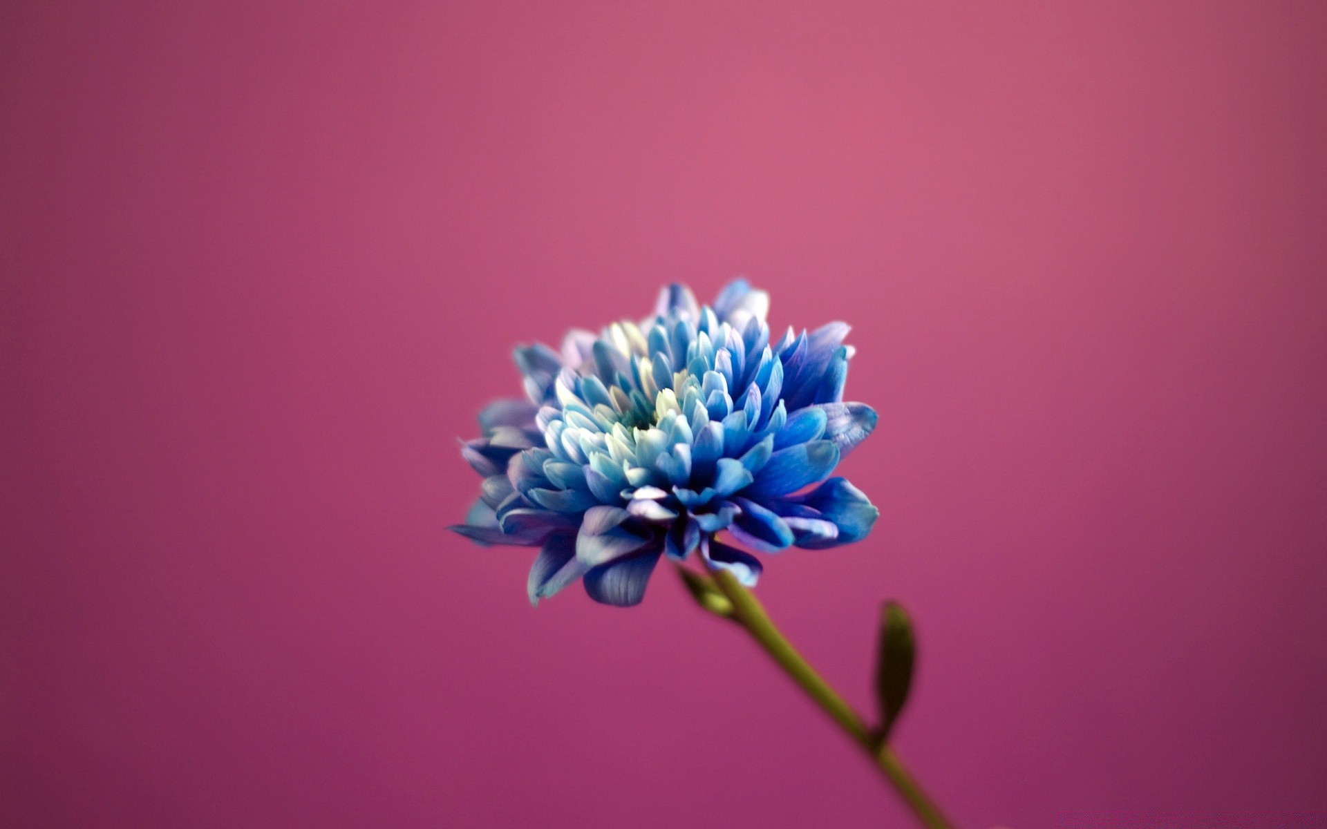 flowers flower nature flora color leaf summer desktop bright garden growth beautiful petal close-up blur