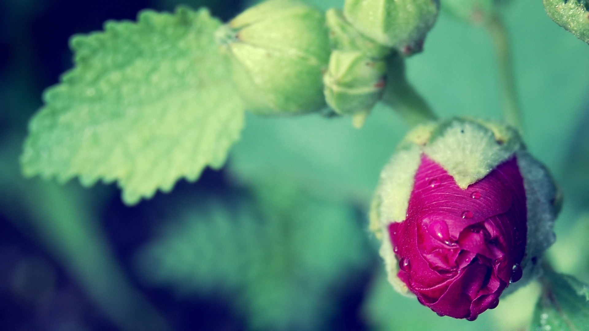 flowers leaf flower nature flora garden color rose outdoors floral beautiful love