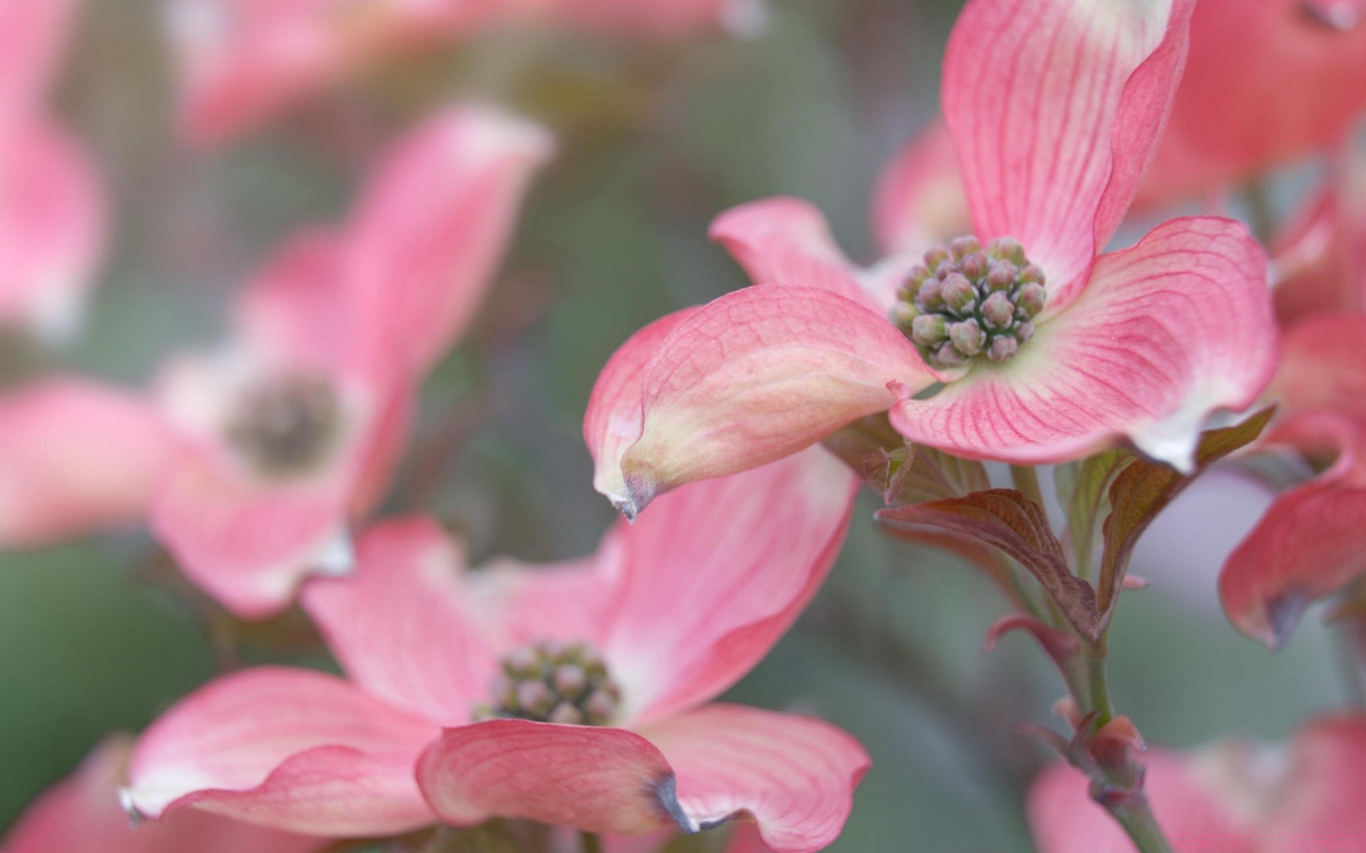 flowers flower nature flora garden blooming floral petal color close-up outdoors bright leaf park season beautiful shrub summer branch tree