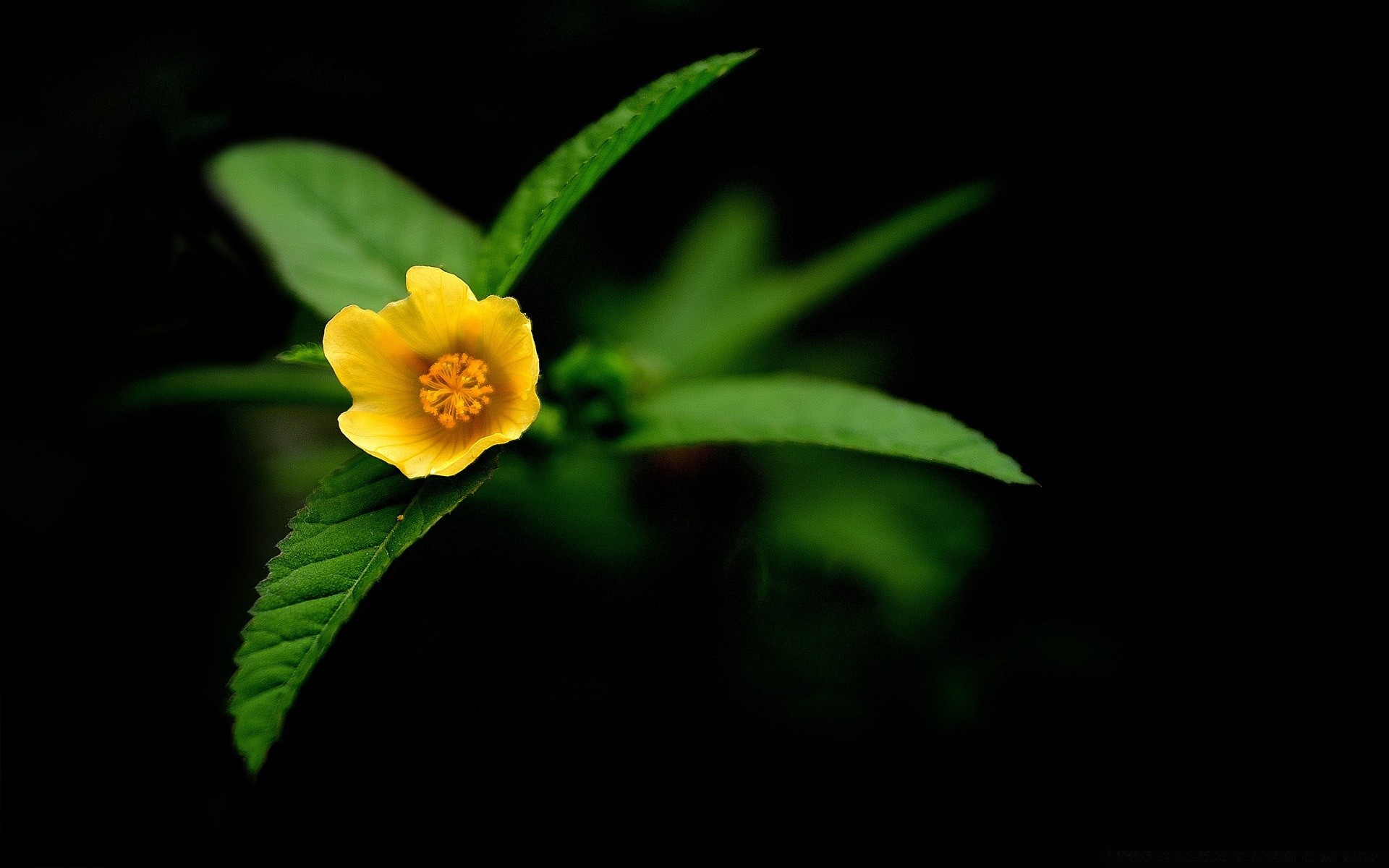 花 叶 自然 植物 花 生长 模糊 户外 明亮 颜色