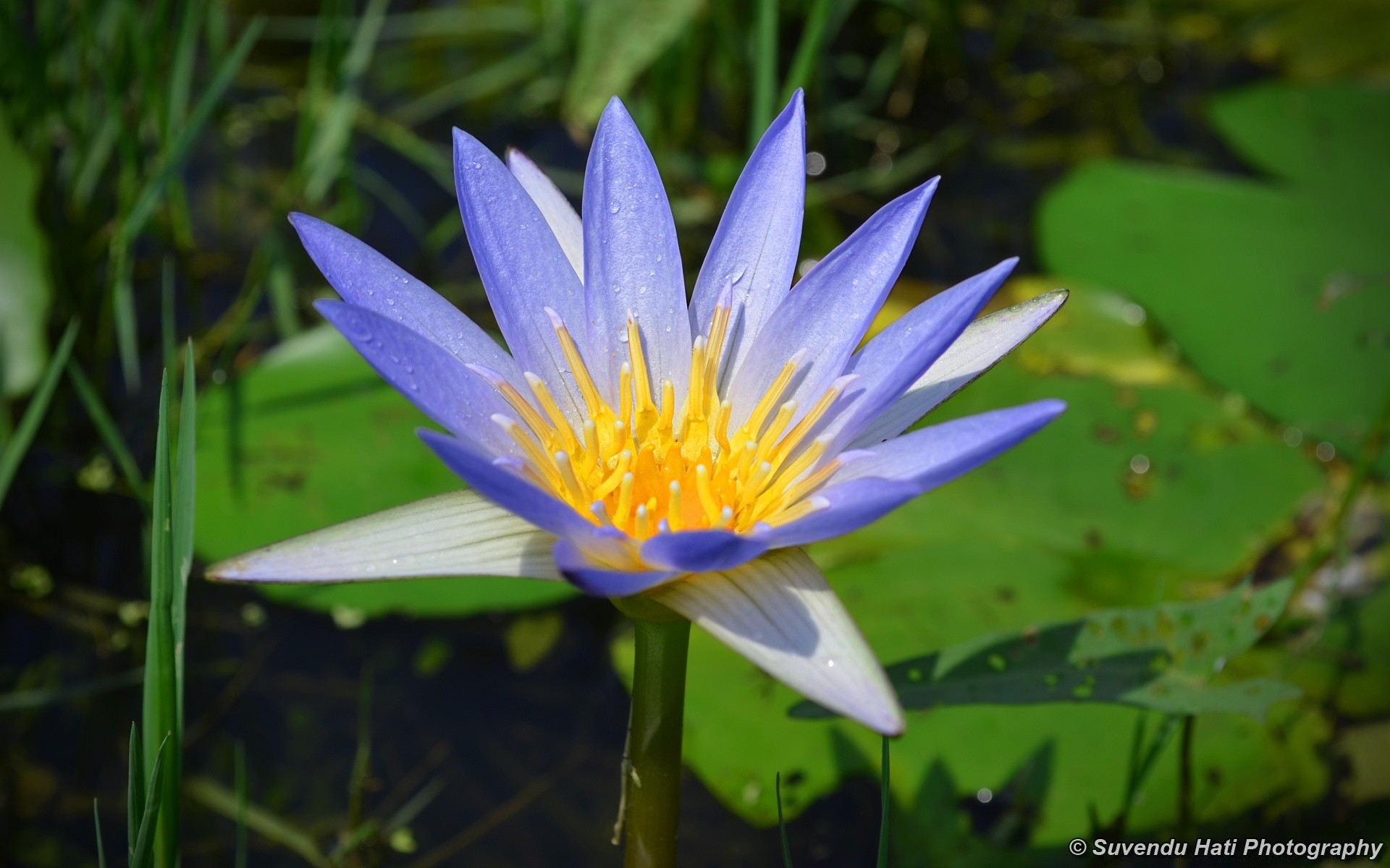 fleurs nature feuille été flore fleur piscine jardin lotus bluming à l extérieur sauvage environnement aquatique parc pétale tropical herbe zen