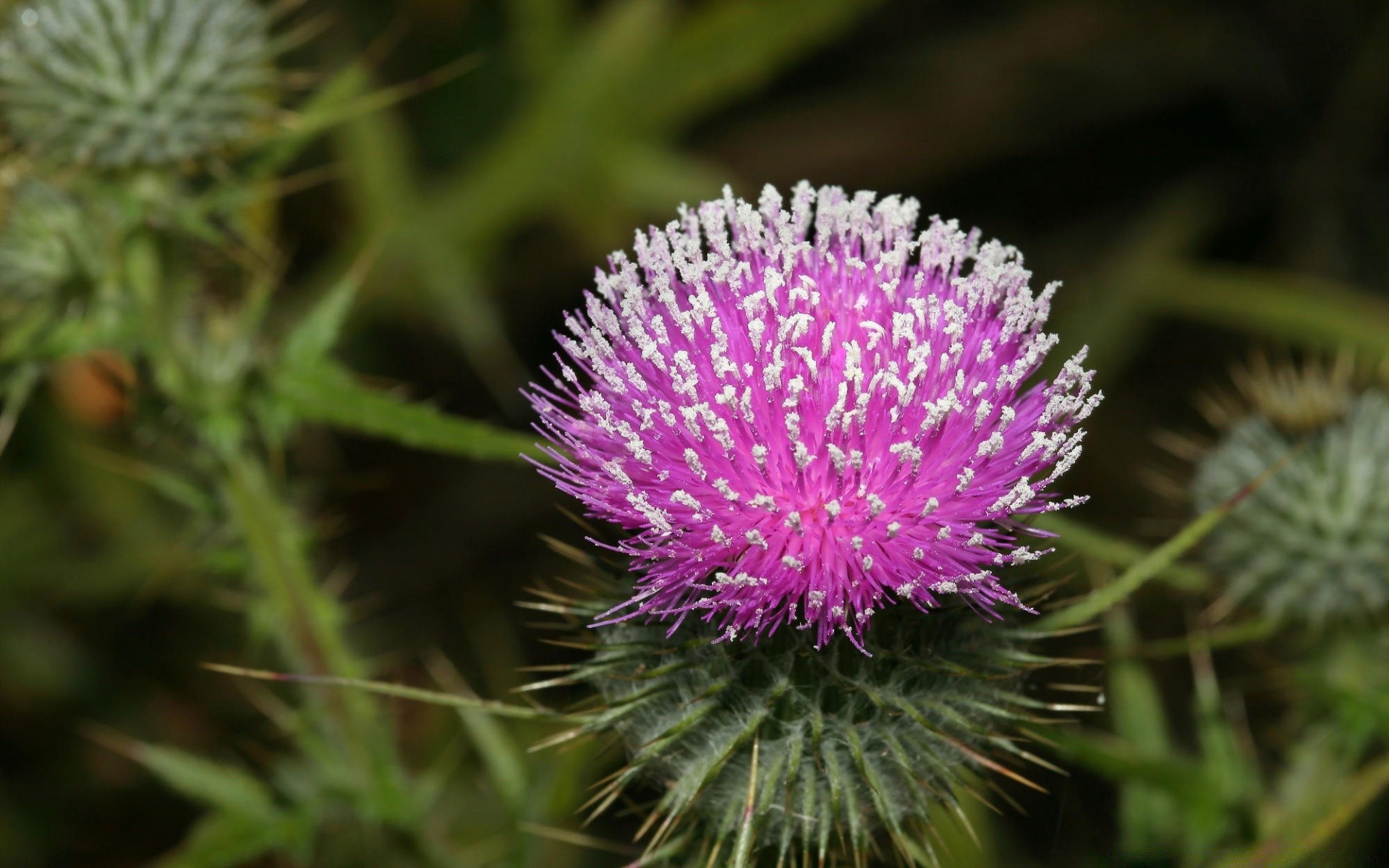 flowers prickly spine sharp flora needle nature cactus spike flower peaky thistle garden close-up blooming medicine outdoors leaf botanical growth