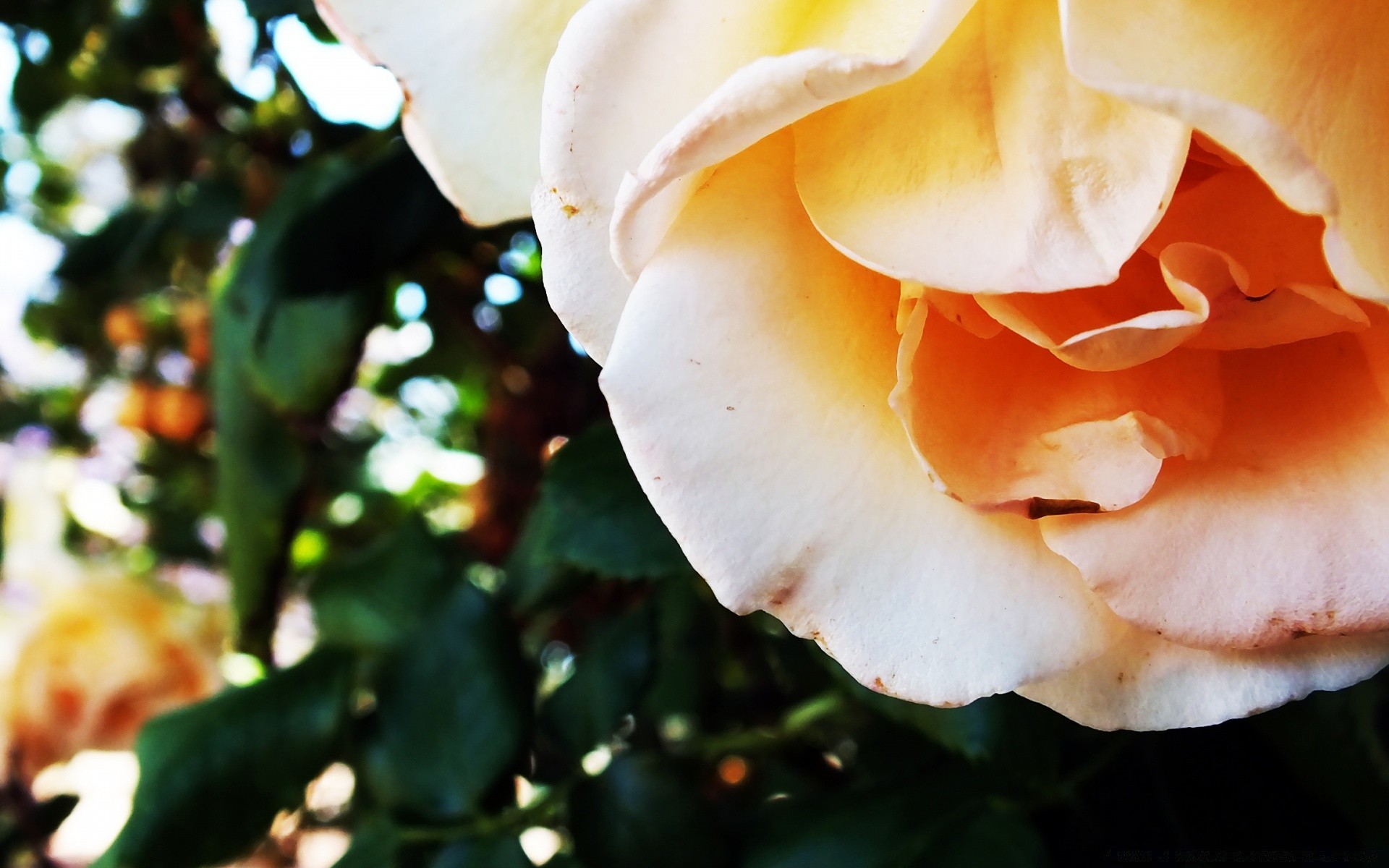 fleurs fleur nature feuille flore couleur été rose à l extérieur pétale jardin