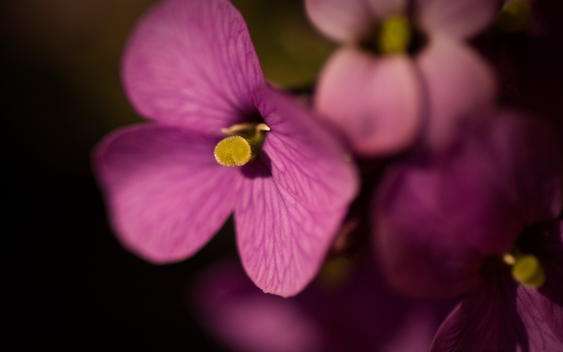 flowers flower nature flora petal leaf summer garden