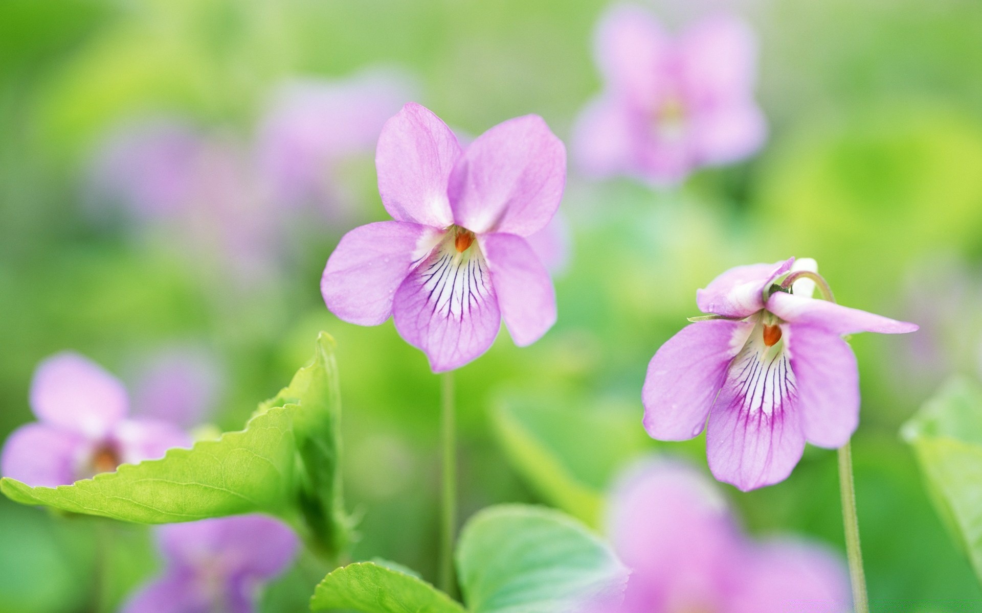 fleurs nature feuille fleur été flore lumineux à l extérieur jardin croissance