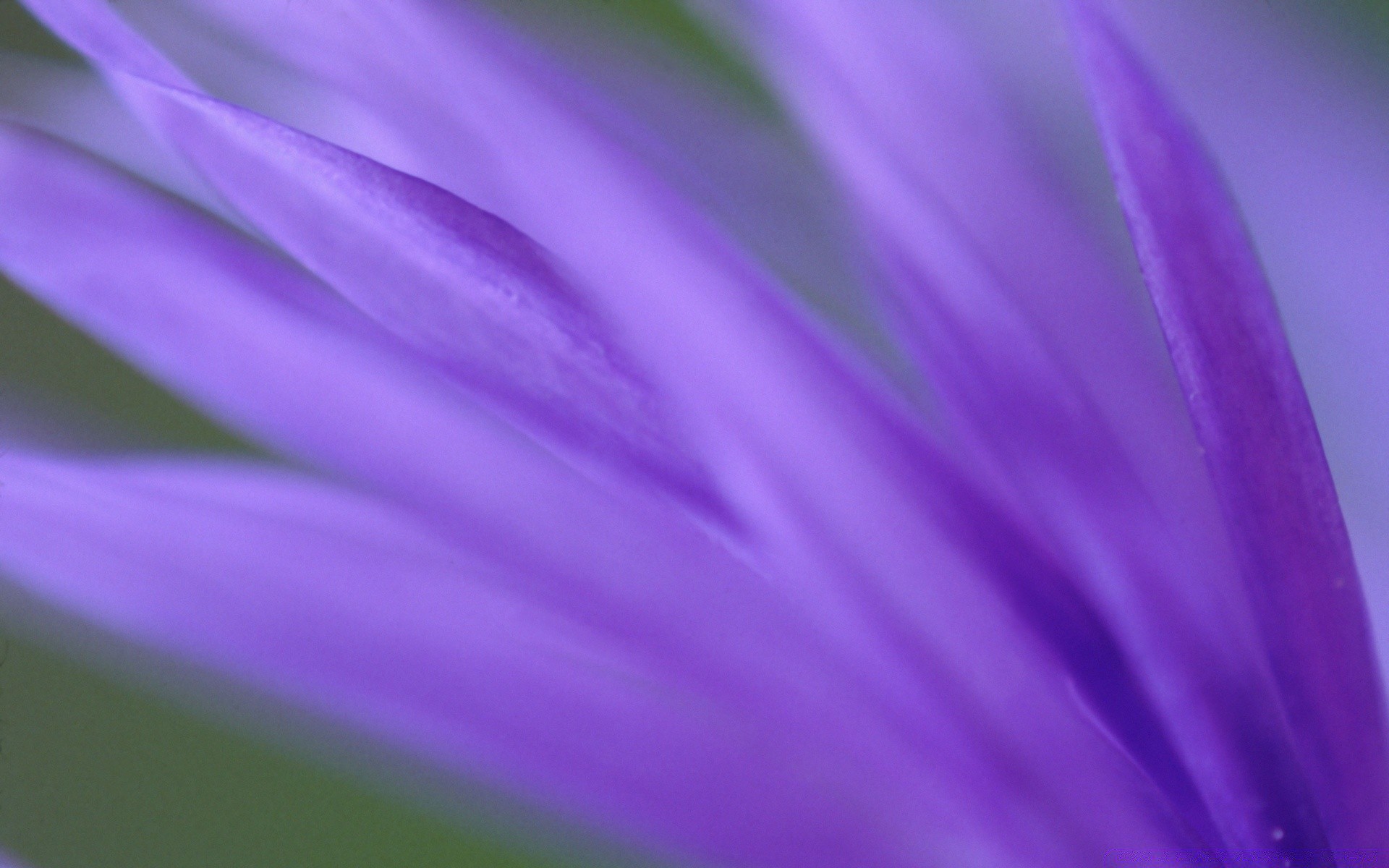 fiori fiore astratto delicato colore sfocatura natura viola luminoso