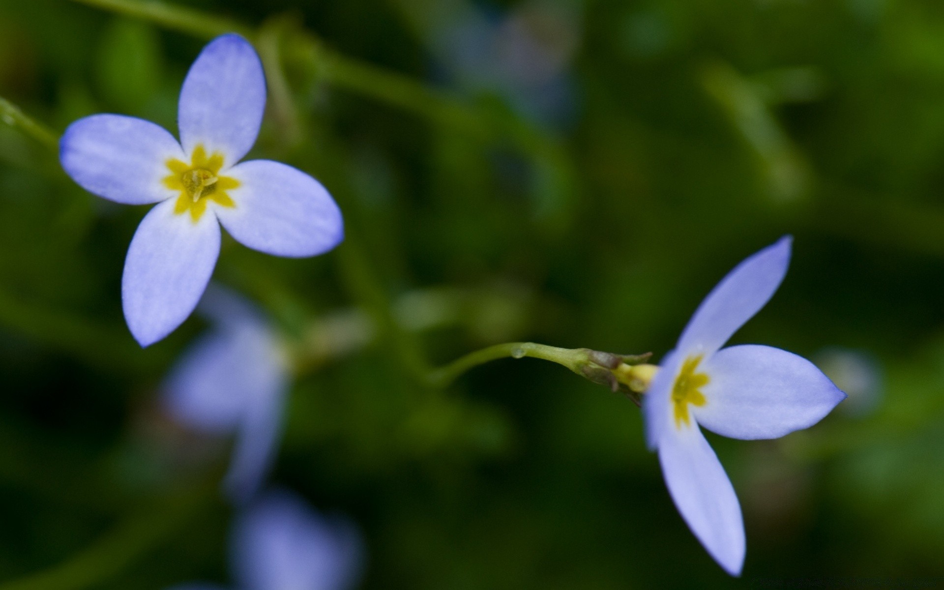 花 花 自然 模糊 植物 叶 花园 夏天 花瓣 户外 颜色 野花 盛开 公园