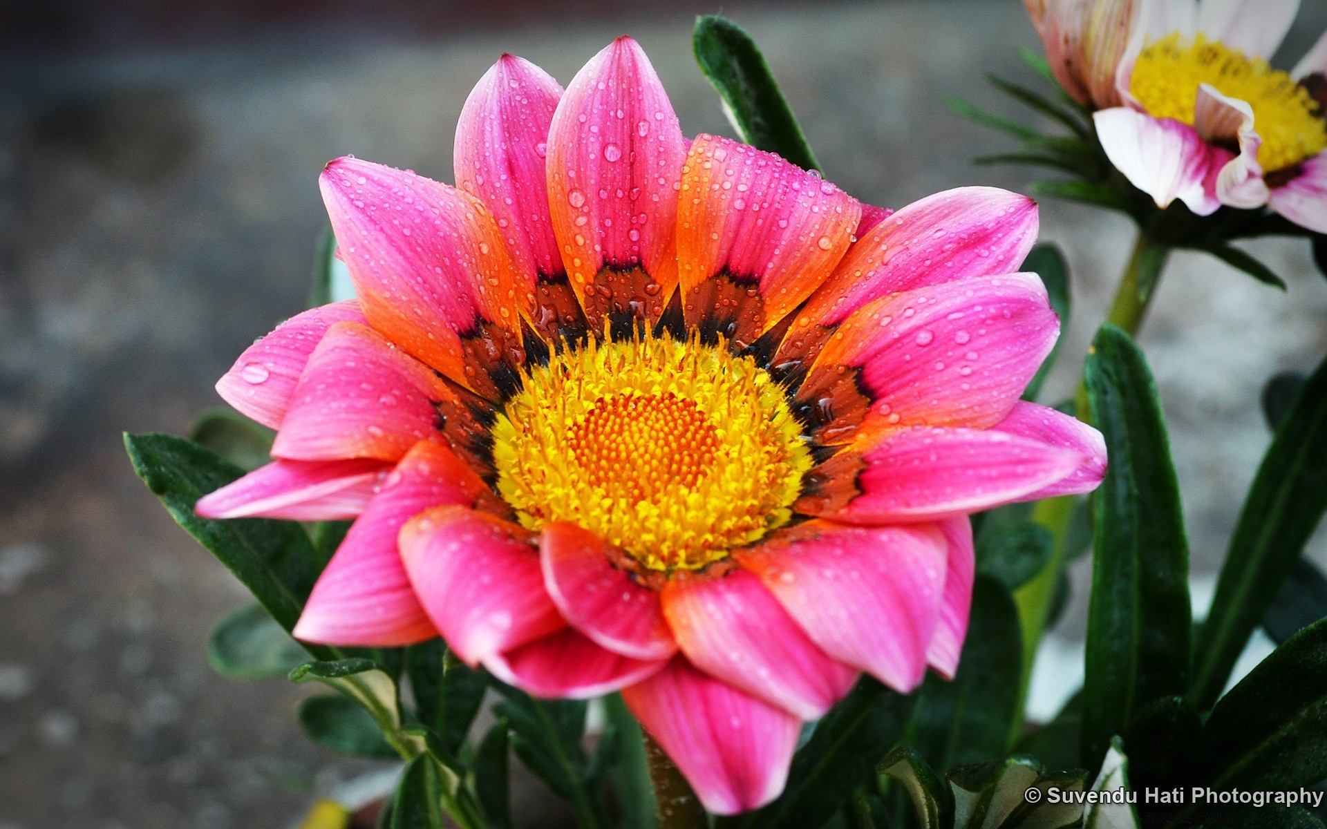 fiori natura fiore flora estate giardino petalo foglia floreale fioritura colore brillante stagione bella bouquet close-up botanico