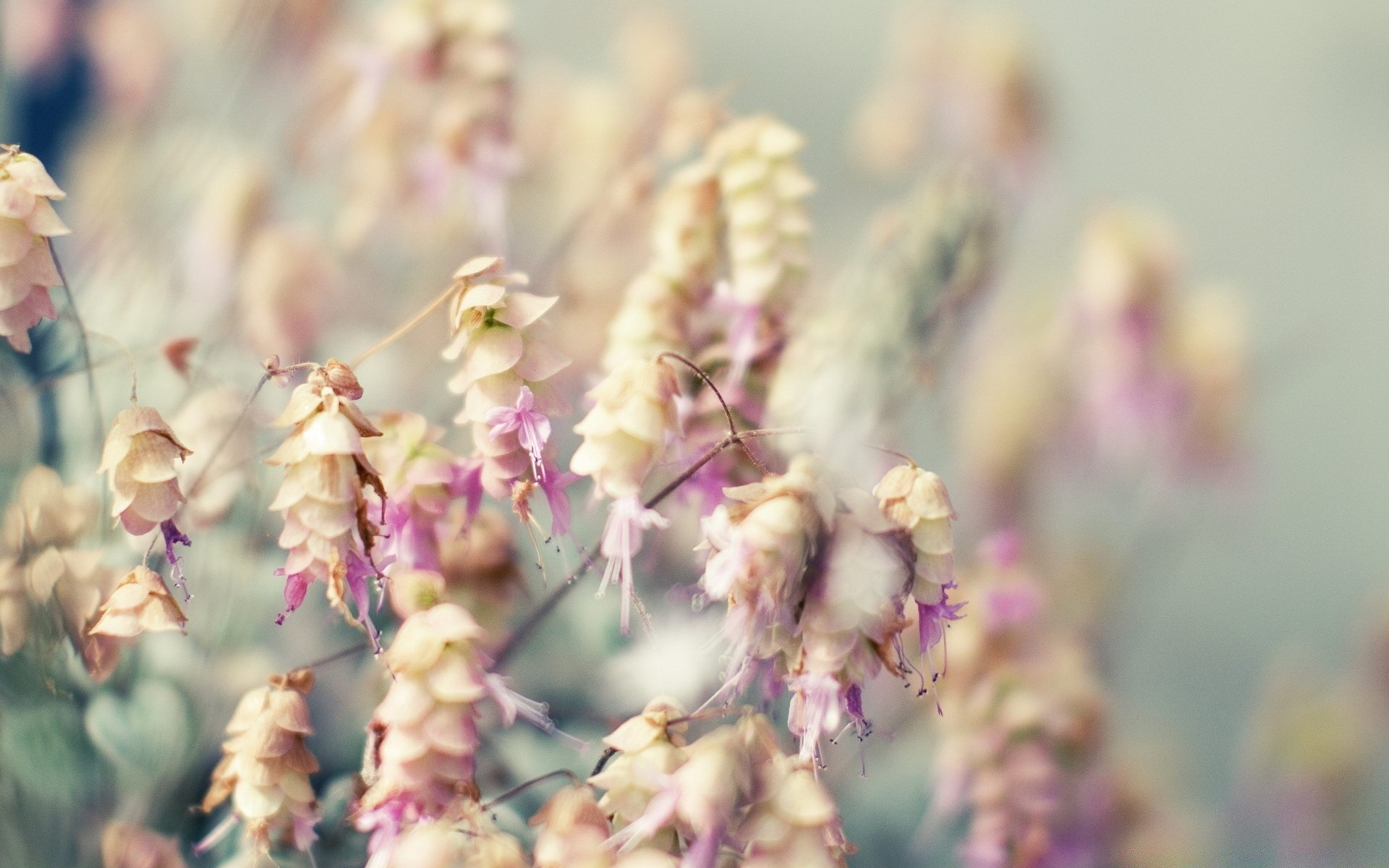 çiçekler doğa çiçek flora yaz bahçe yaprak alan açık havada çiçek açan renk vahşi yakın çekim çimen çiçek petal park büyüme güzel hava parlak