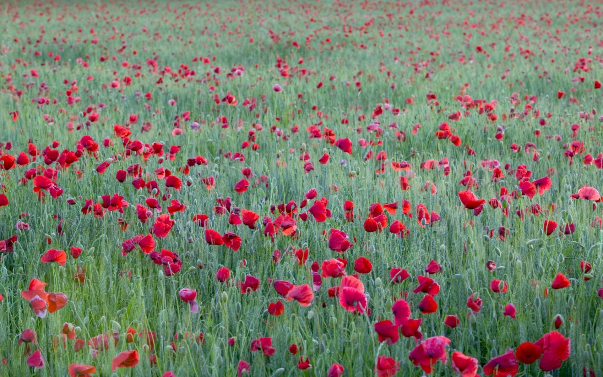 flowers field flower poppy flora hayfield rural summer nature floral grass growth color bright blooming petal season garden vibrant agriculture