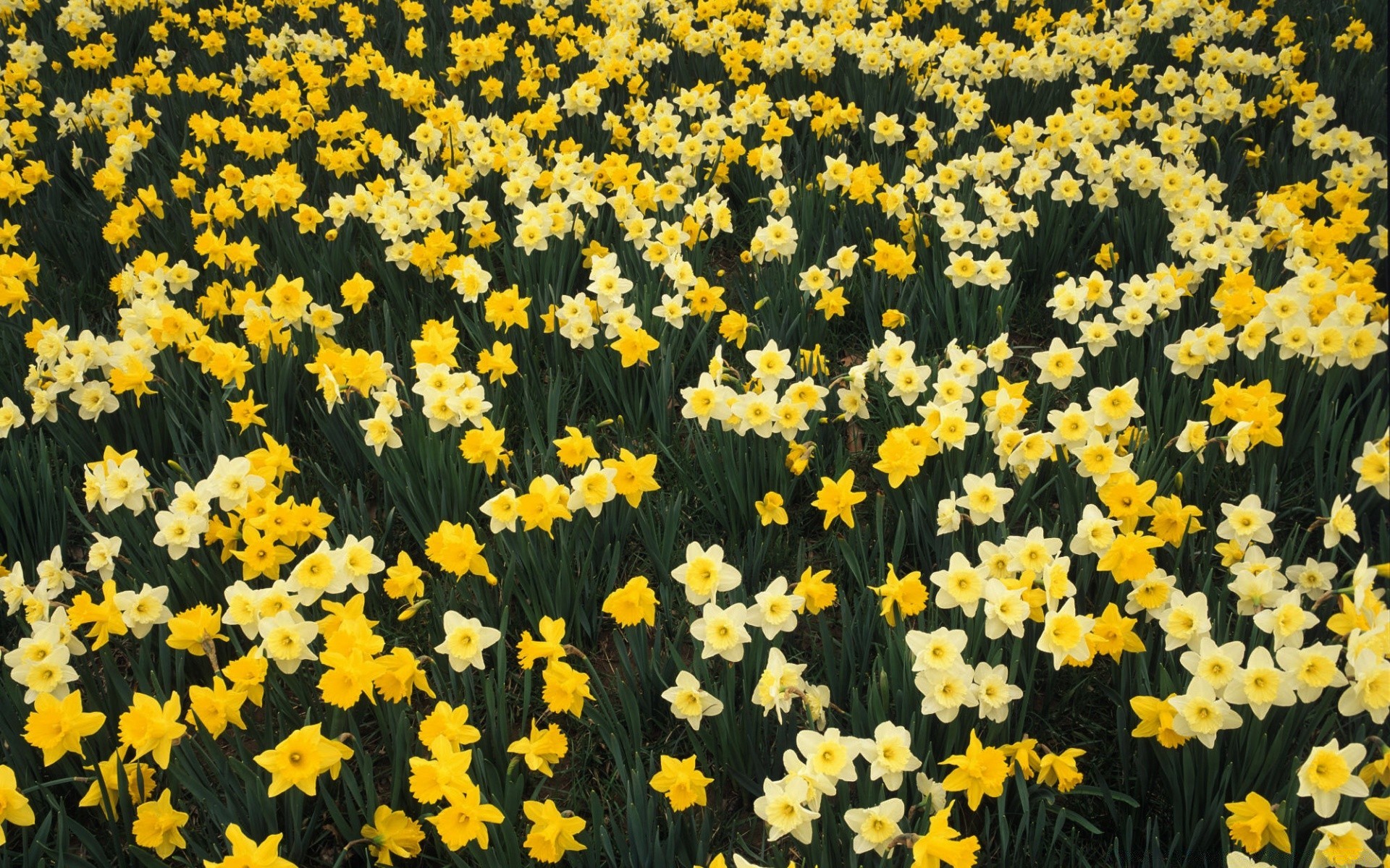 flowers flower floral flora narcissus daffodil nature easter season garden bright blooming color summer growth petal leaf vibrant field decoration