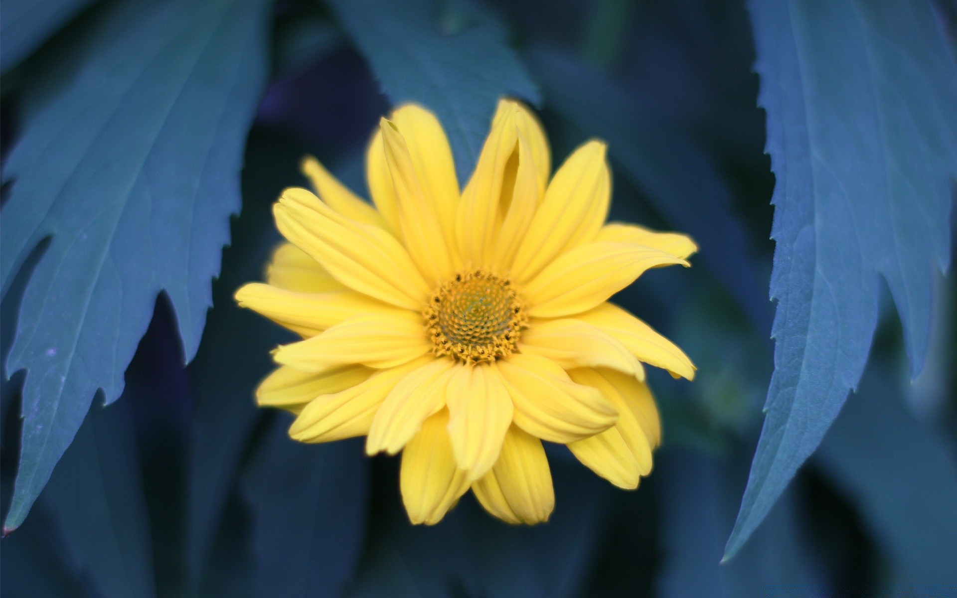 fleurs nature flore été feuille fleur croissance jardin lumineux à l extérieur couleur