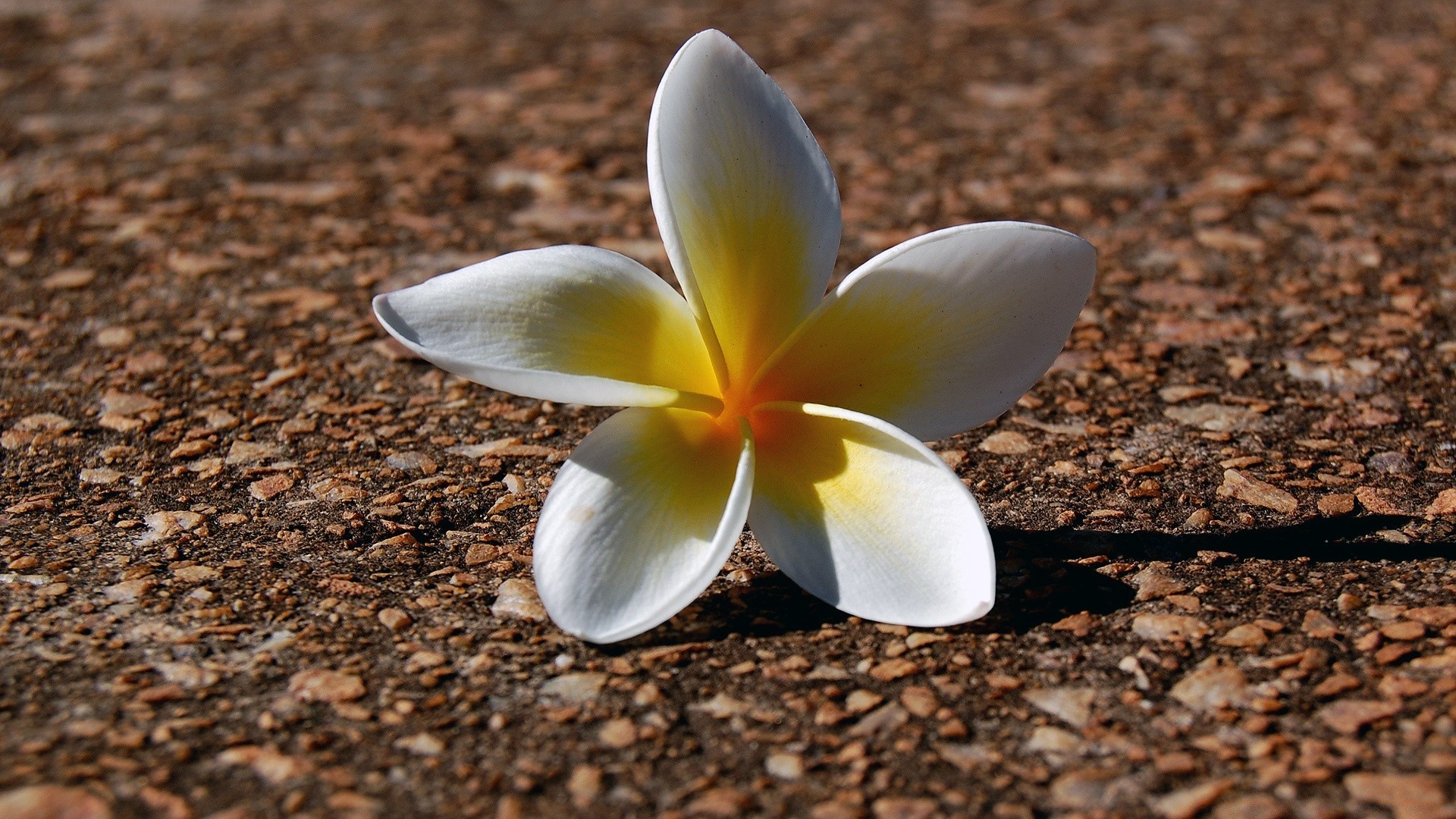 fiori natura fiore tropicale esotico estate flora frangipani