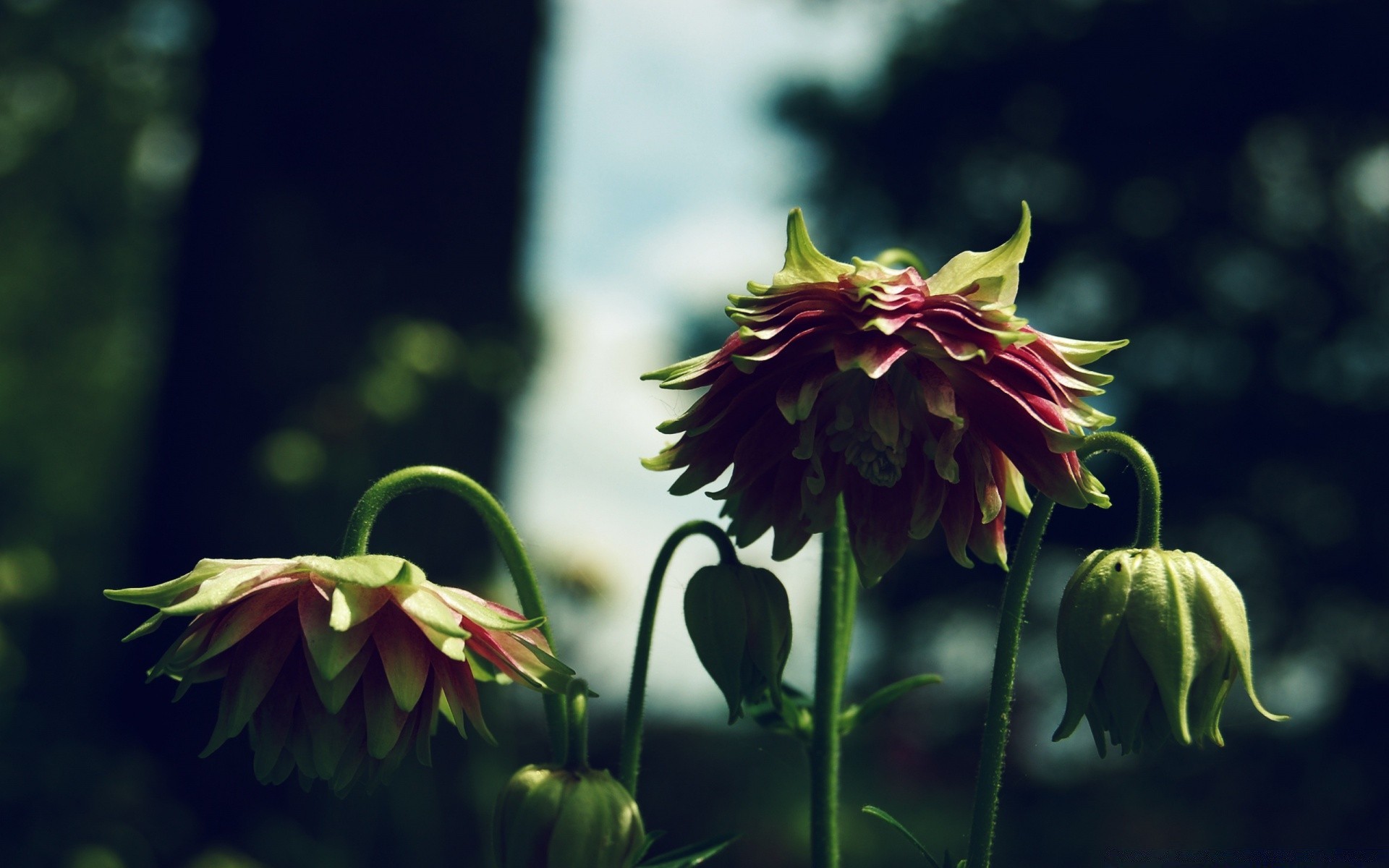 blumen blume natur garten flora blatt blütenblatt blühen im freien sommer blumen schließen farbe schön kopf