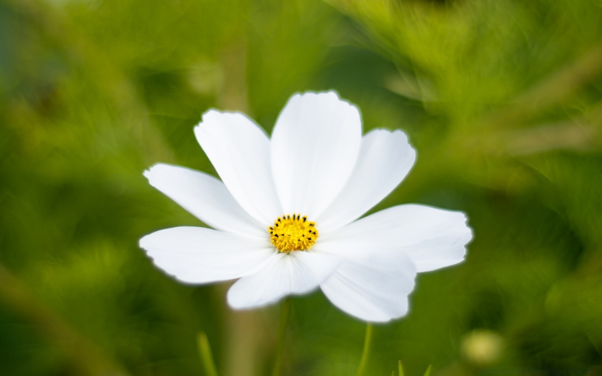 fleurs nature fleur été flore feuille croissance lumineux jardin herbe à l extérieur soleil beau temps