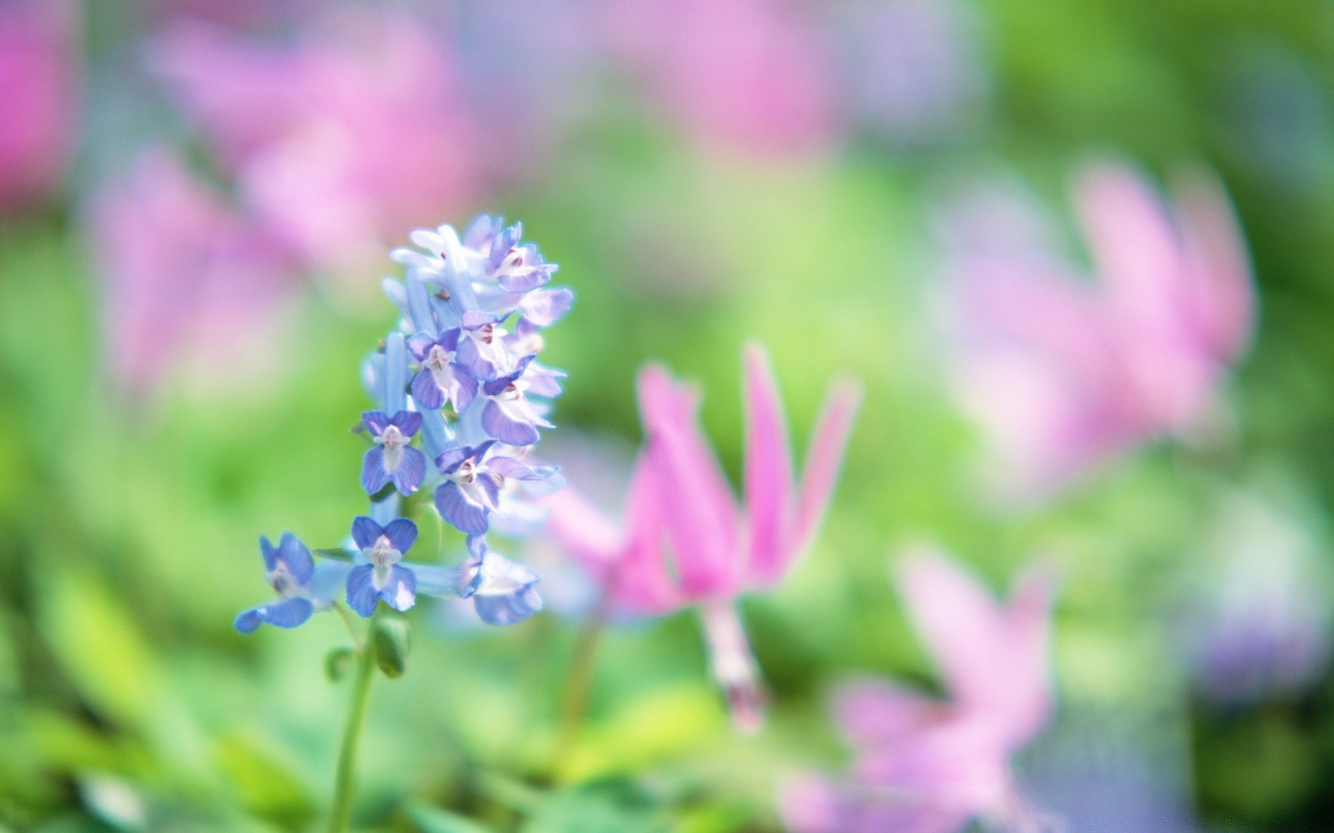 flowers nature flower summer flora garden growth leaf outdoors grass field bright park hayfield floral petal fair weather blooming color season